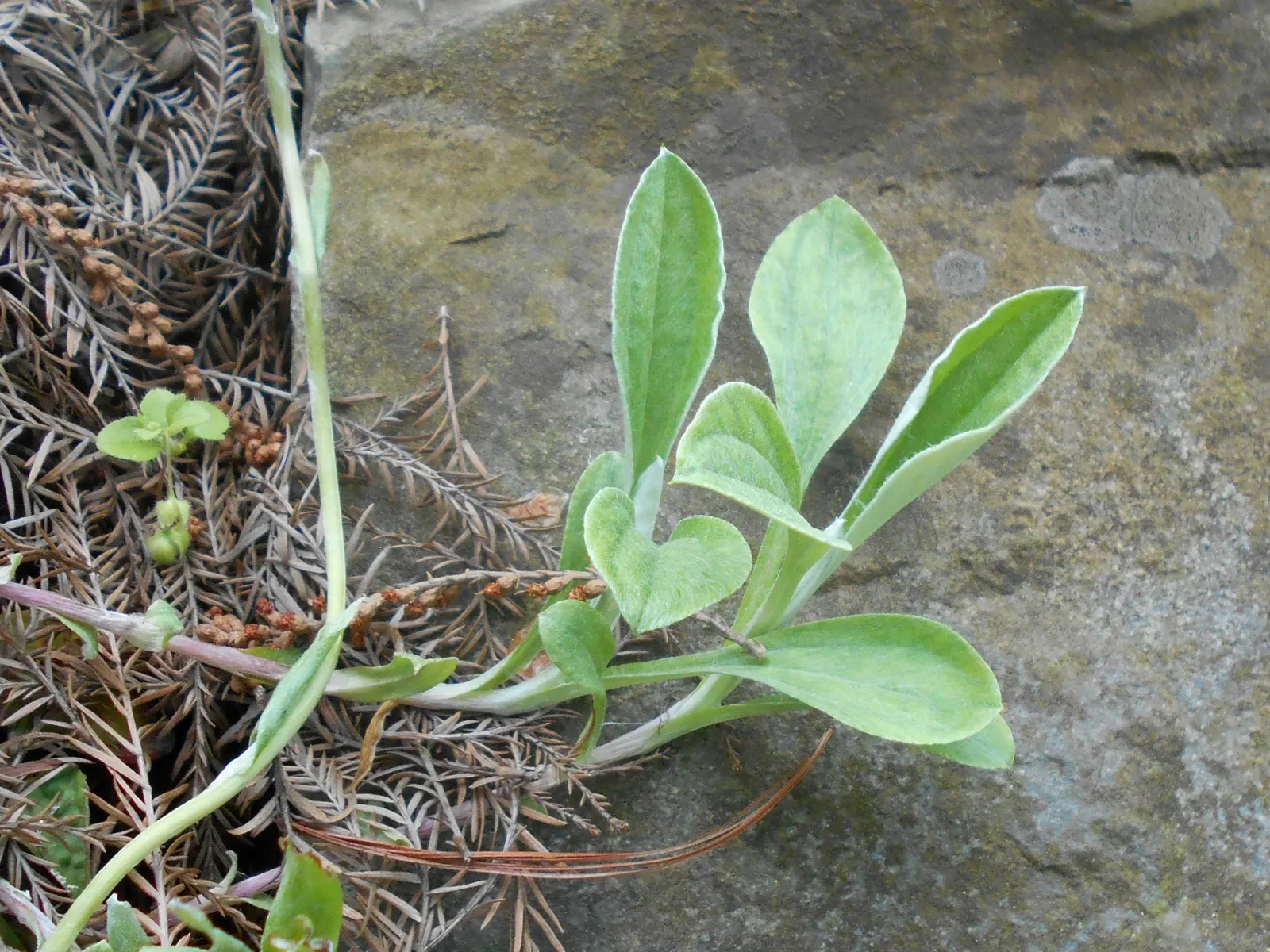 Pussytoes (Antennaria Plantaginifolia) — it requires well-drained soil and is drought-tolerant once established; hence the name.<br><br>The leaves, image 143