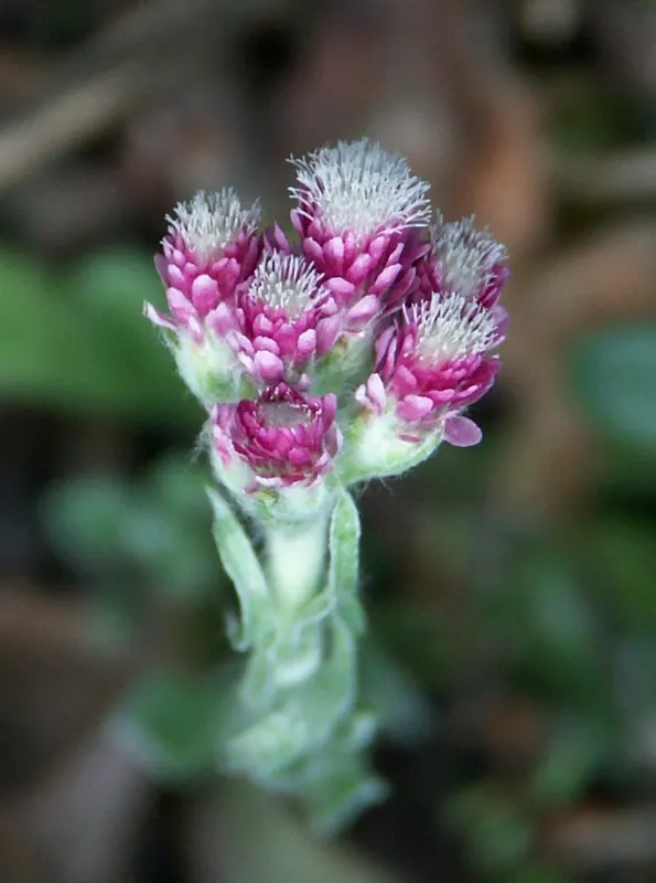 Pussytoes (Antennaria Plantaginifolia) — commonly known as Pussytoes; silvery-white to soft pink flower clusters resemble cat's paws, emerging in, image 139