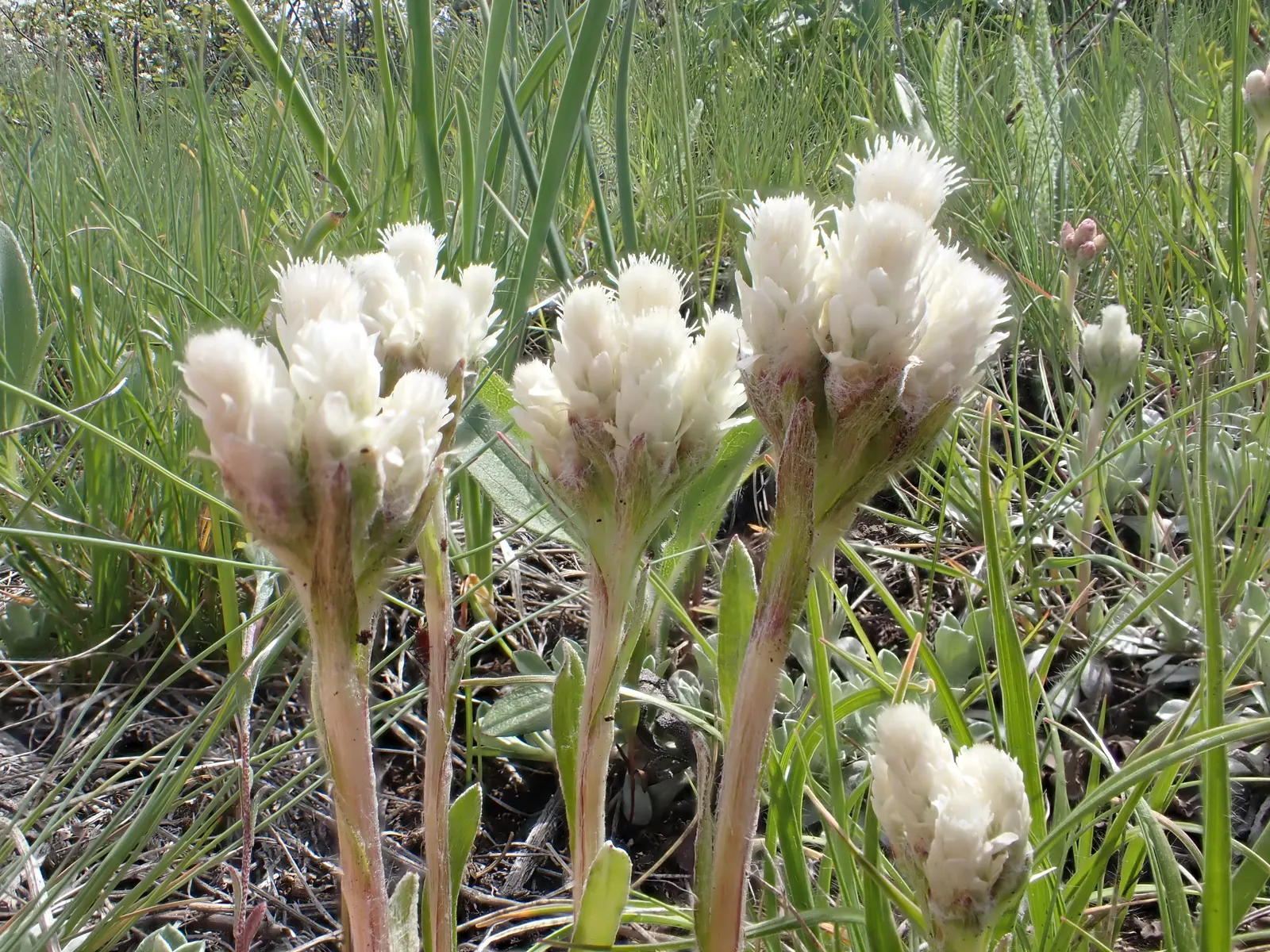 Pussytoes (Antennaria Plantaginifolia) — It boasts a low-growing, mat-forming habit, reaching 3-6 inches in height with a spread of 12 inches; or, image 141