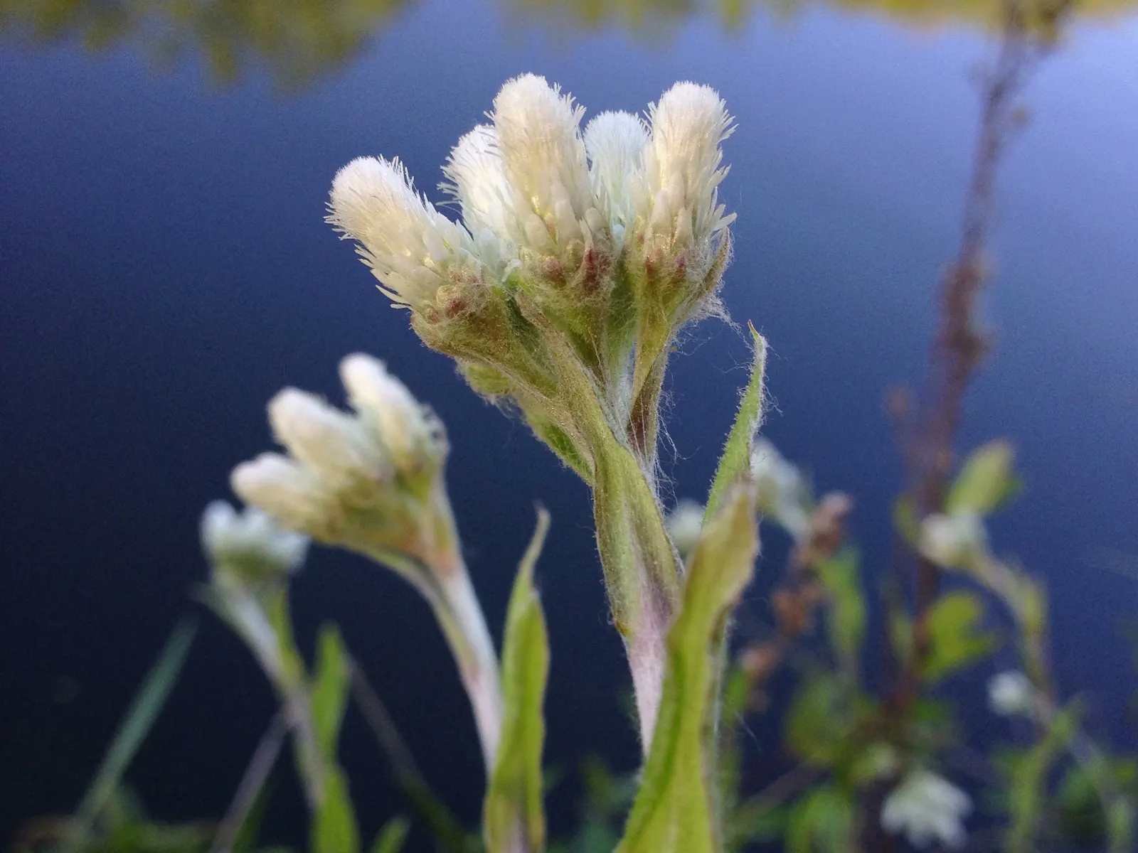 Pussytoes (Antennaria Plantaginifolia) — is a charmingly modest perennial that graces many gardens with its unique appearance and adaptability, image 122