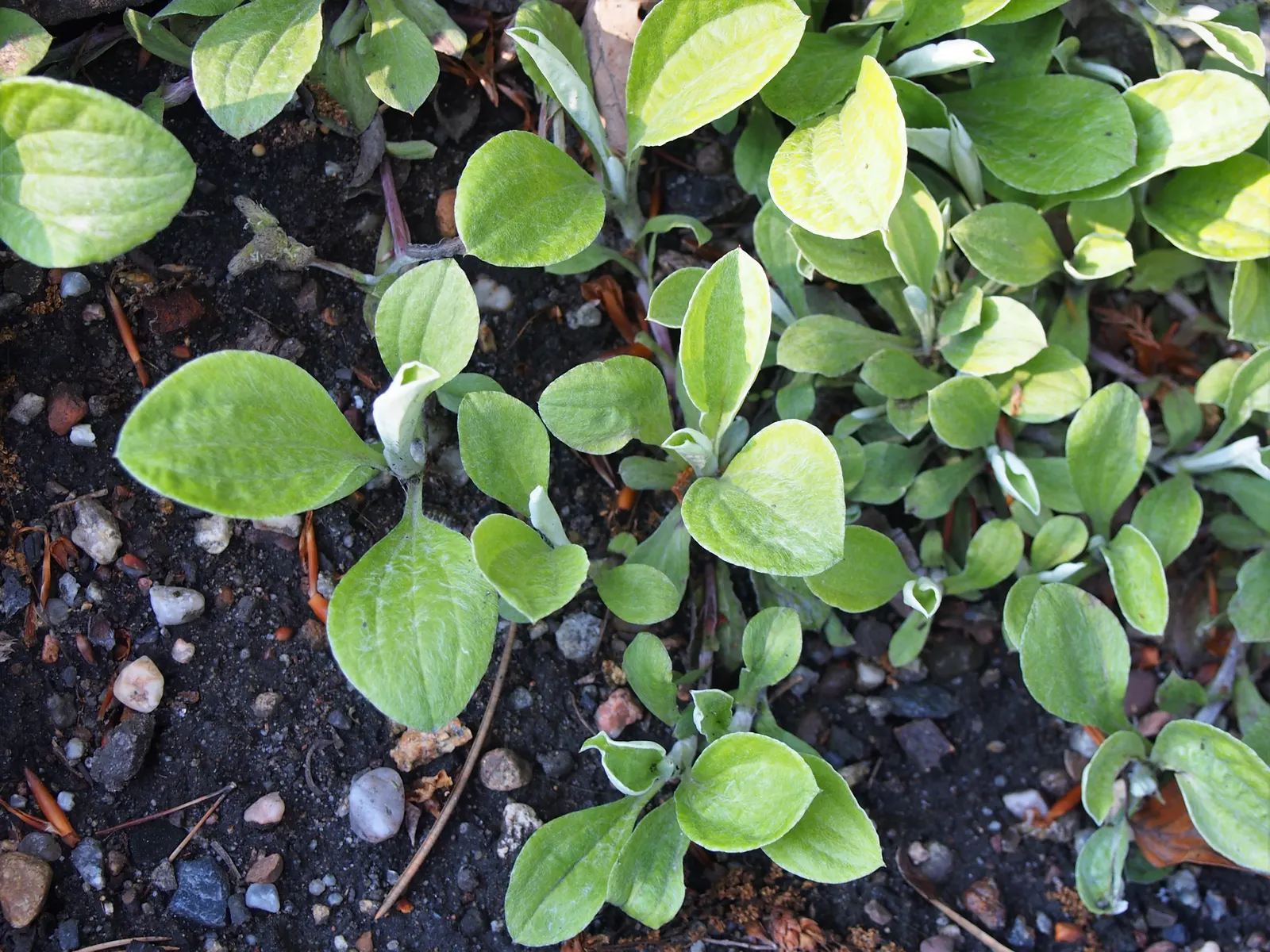 Pussytoes (Antennaria Plantaginifolia) — with the shape reminiscent of plantain leaves (Plantago); it requires well-drained soil and is, image 80