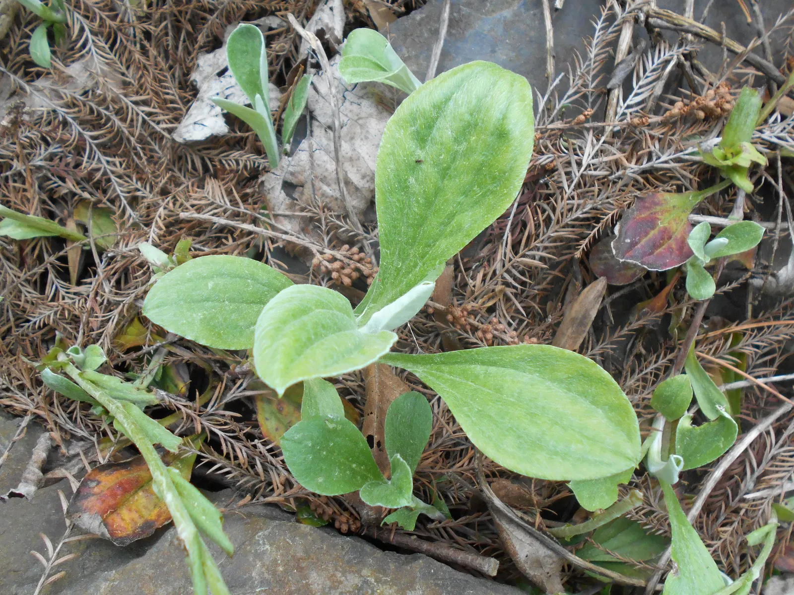Pussytoes (Antennaria Plantaginifolia) — is a charmingly modest perennial that graces many gardens with its unique appearance and adaptability, image 53