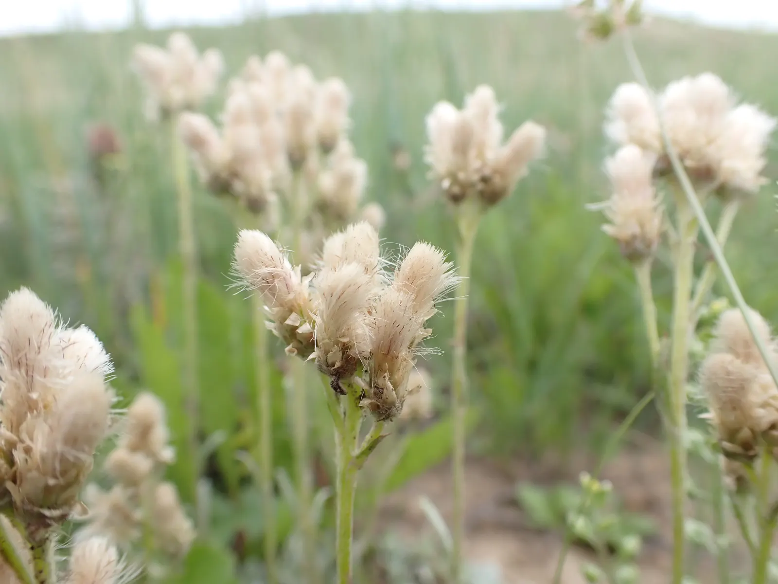 Pussytoes (Antennaria Plantaginifolia) — It boasts a low-growing, mat-forming habit, reaching 3-6 inches in height with a spread of 12 inches; or, image 95