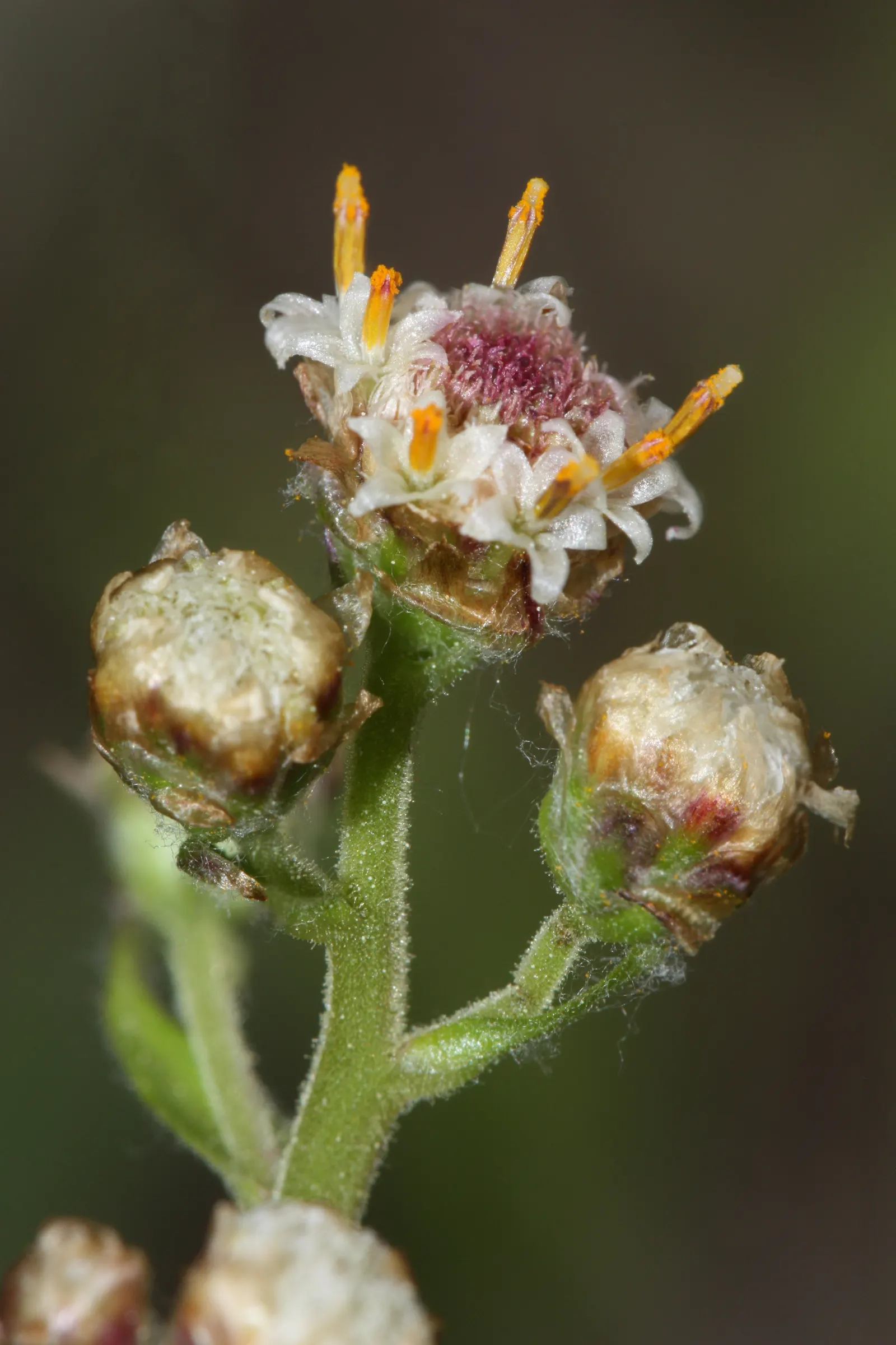 Pussytoes (Antennaria Plantaginifolia) — thriving in USDA Hardiness Zones 3 through 8; typically about 2 to 3 inches long, image 153