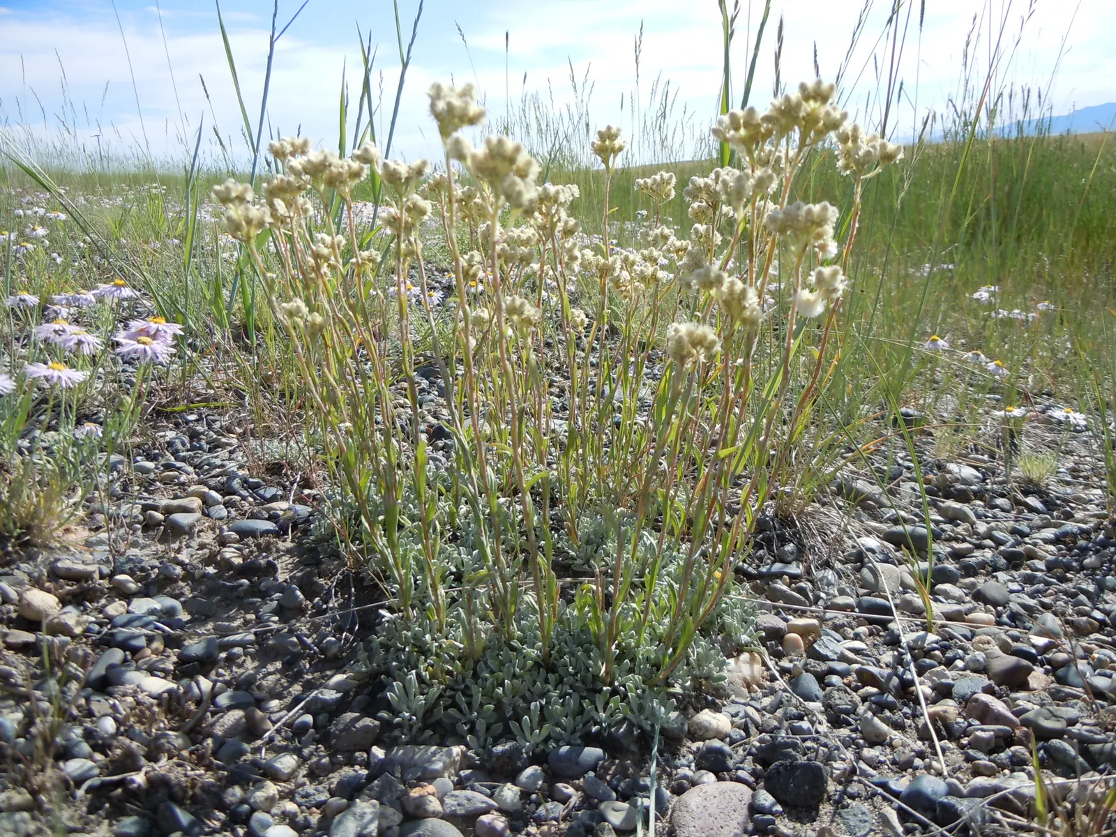 Pussytoes (Antennaria Plantaginifolia) — These flowers provide sustenance for a range of pollinators