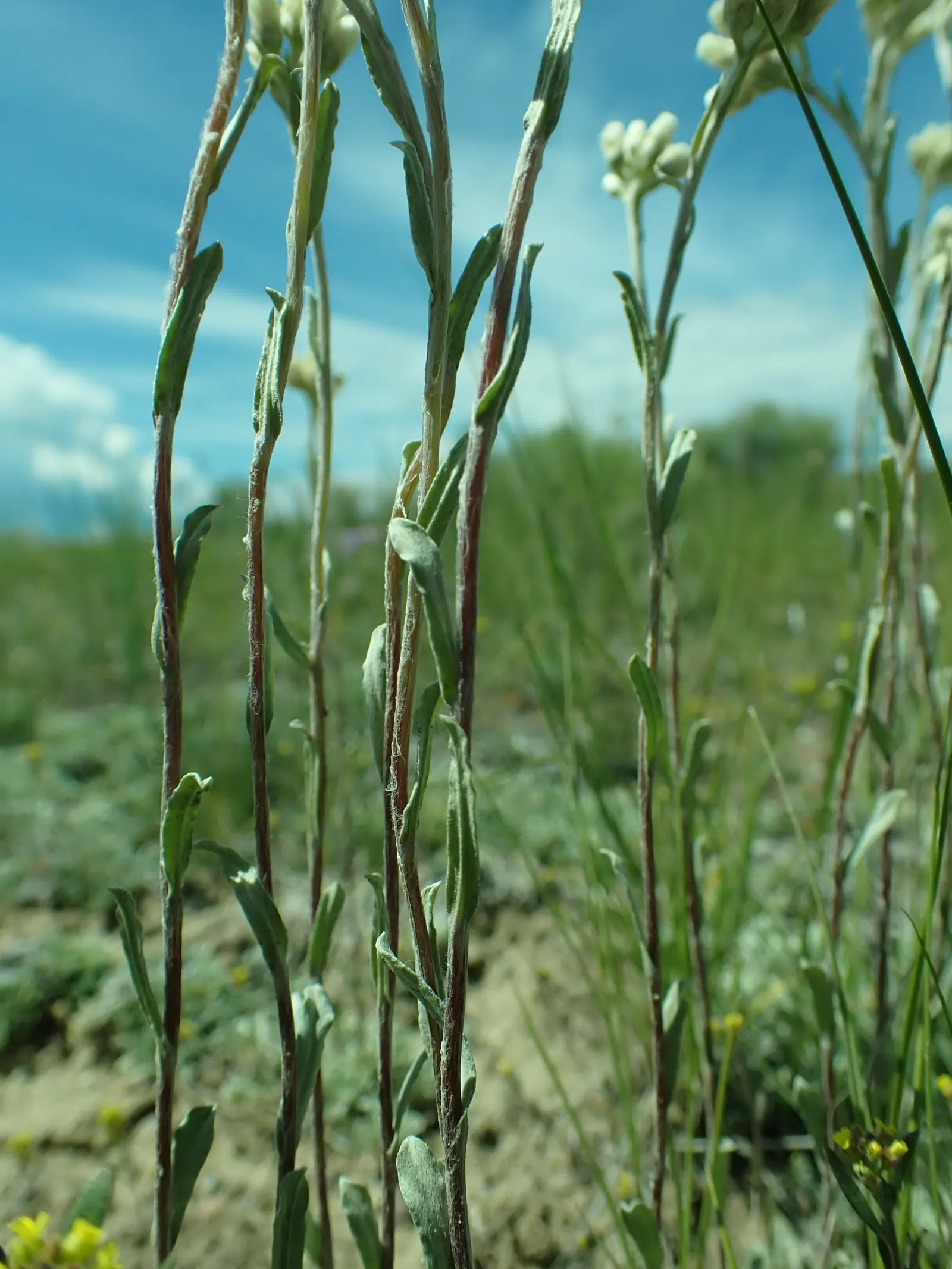 Pussytoes (Antennaria Plantaginifolia) — it requires well-drained soil and is drought-tolerant once established; hence the name.<br><br>The leaves, image 51