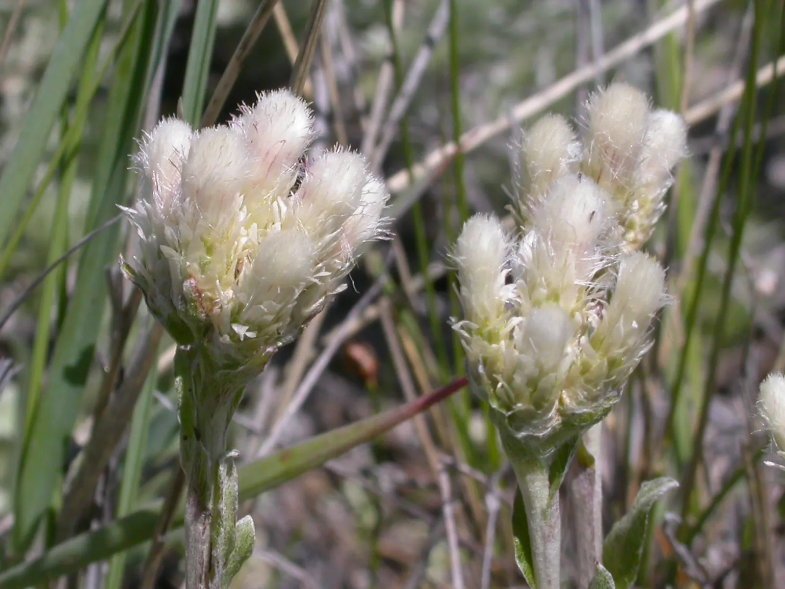 Pussytoes (Antennaria Plantaginifolia) — These flowers provide sustenance for a range of pollinators; this plant's ability to spread through, image 105