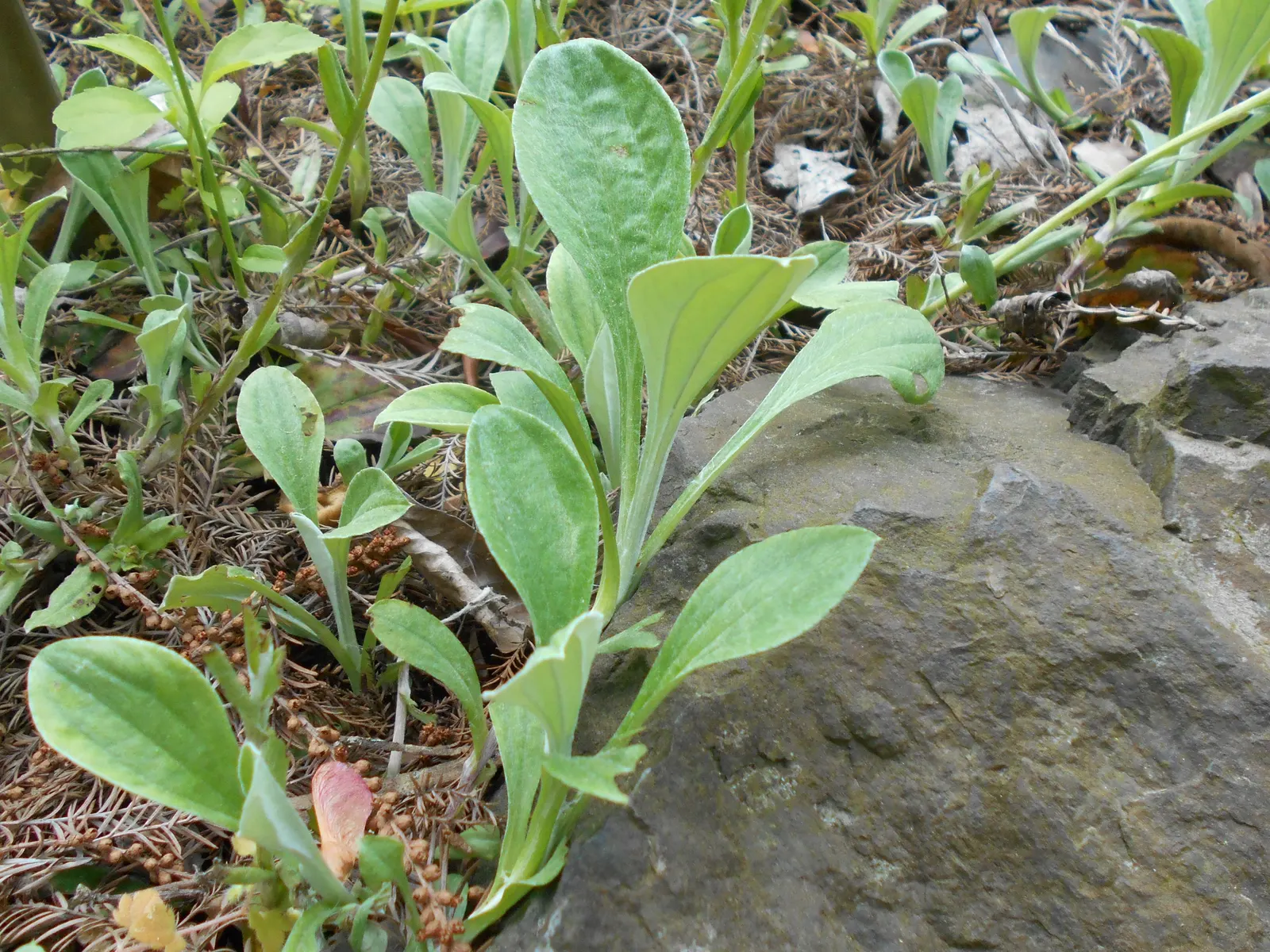 Pussytoes (Antennaria Plantaginifolia) — Its resilience and low-maintenance make it an ideal choice for rock gardens; commonly known as Pussytoes, image 155