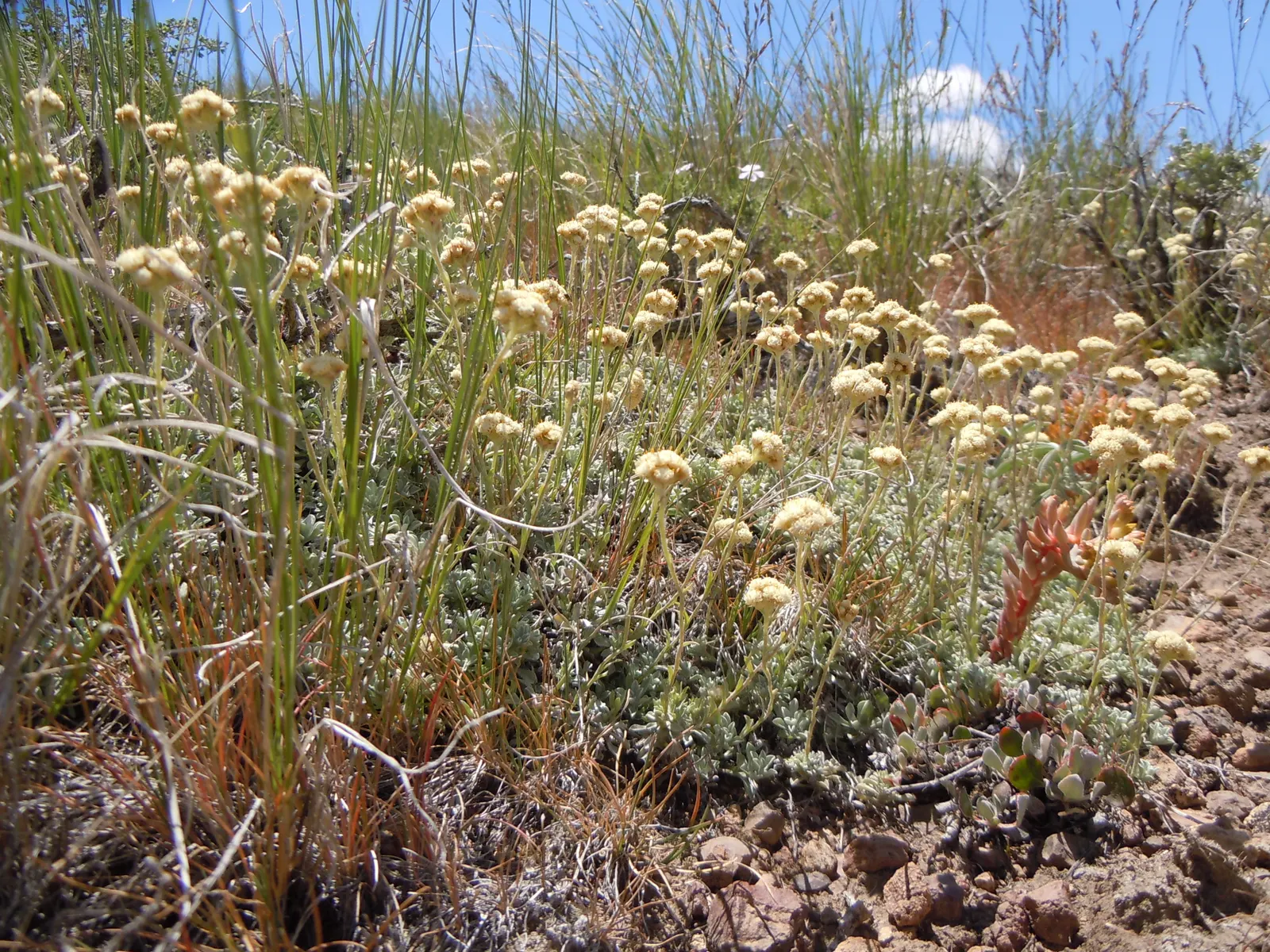 Pussytoes (Antennaria Plantaginifolia) — This North American native stands at a modest height of 6 to 12 inches; is a charmingly modest perennial, image 123