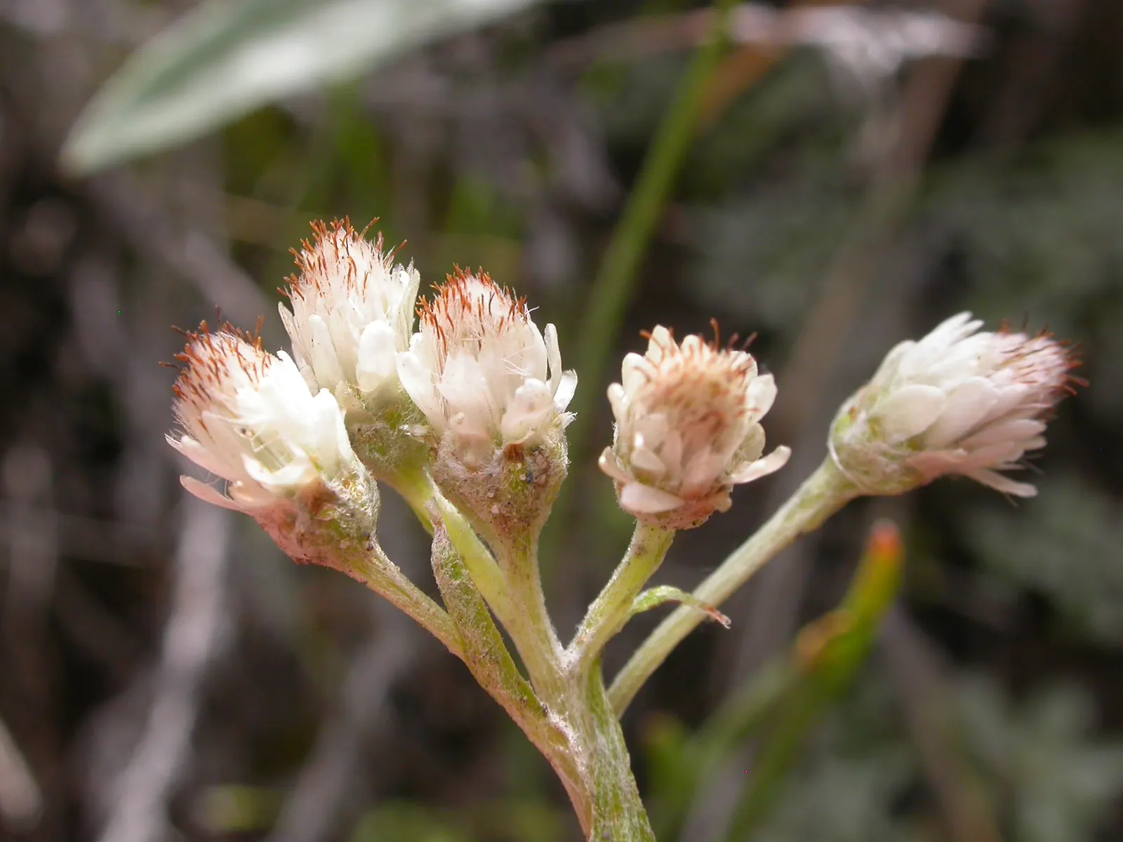 Pussytoes (Antennaria Plantaginifolia) — is a perennial groundcover that thrives in USDA zones 3-8; with the shape reminiscent of plantain leaves, image 140