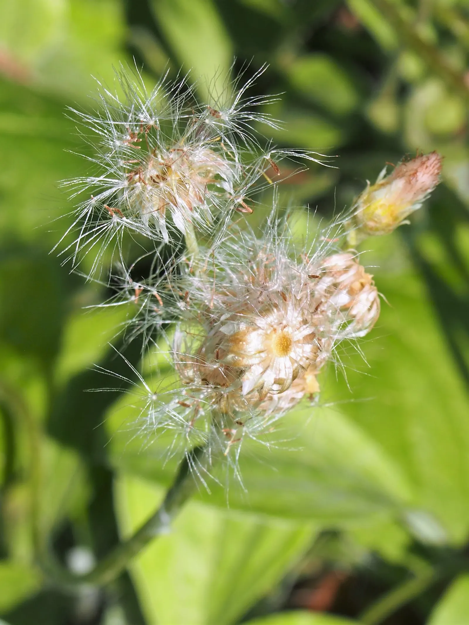 Pussytoes (Antennaria Plantaginifolia) — or as a ground cover in xeriscaping designs; this North American native stands at a modest height of 6 to, image 156