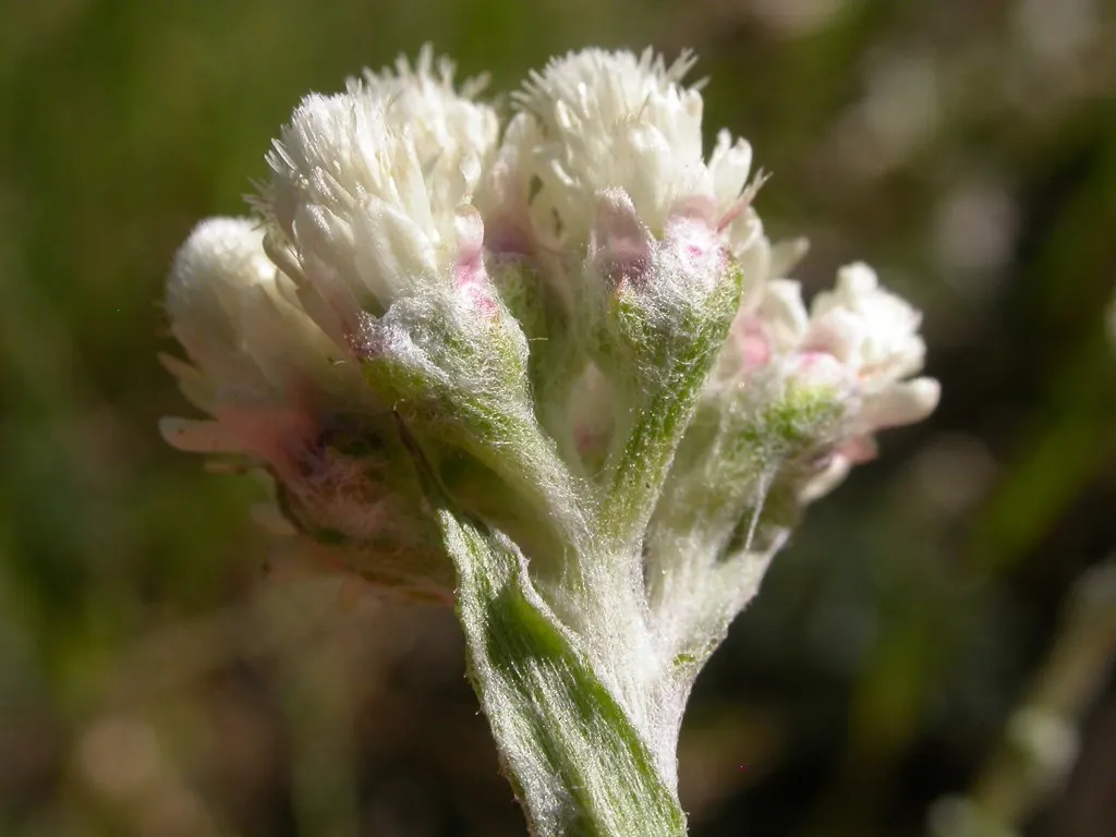 Pussytoes (Antennaria Plantaginifolia) — and prefers well-drained soil with full sun to light shade exposure; its resilience and low-maintenance, image 154