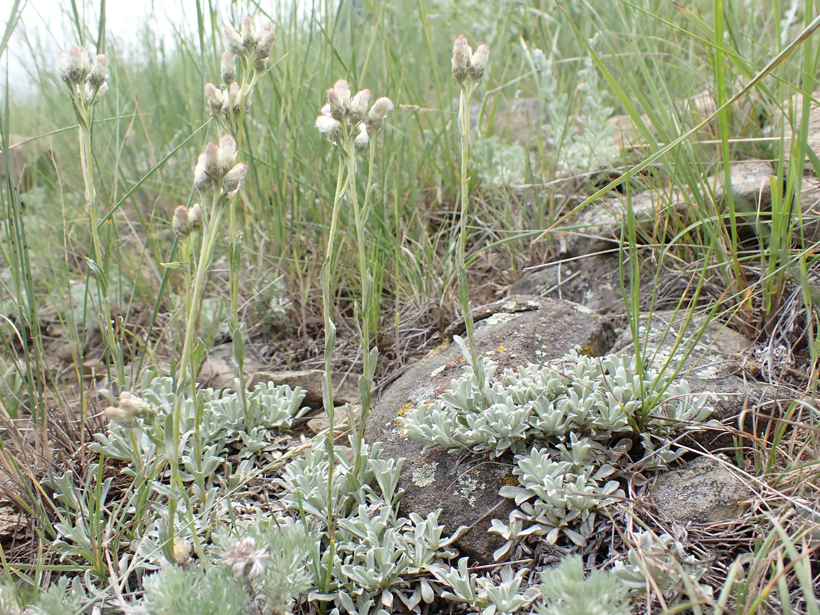 Pussytoes (Antennaria Plantaginifolia) — or as a ground cover in xeriscaping designs