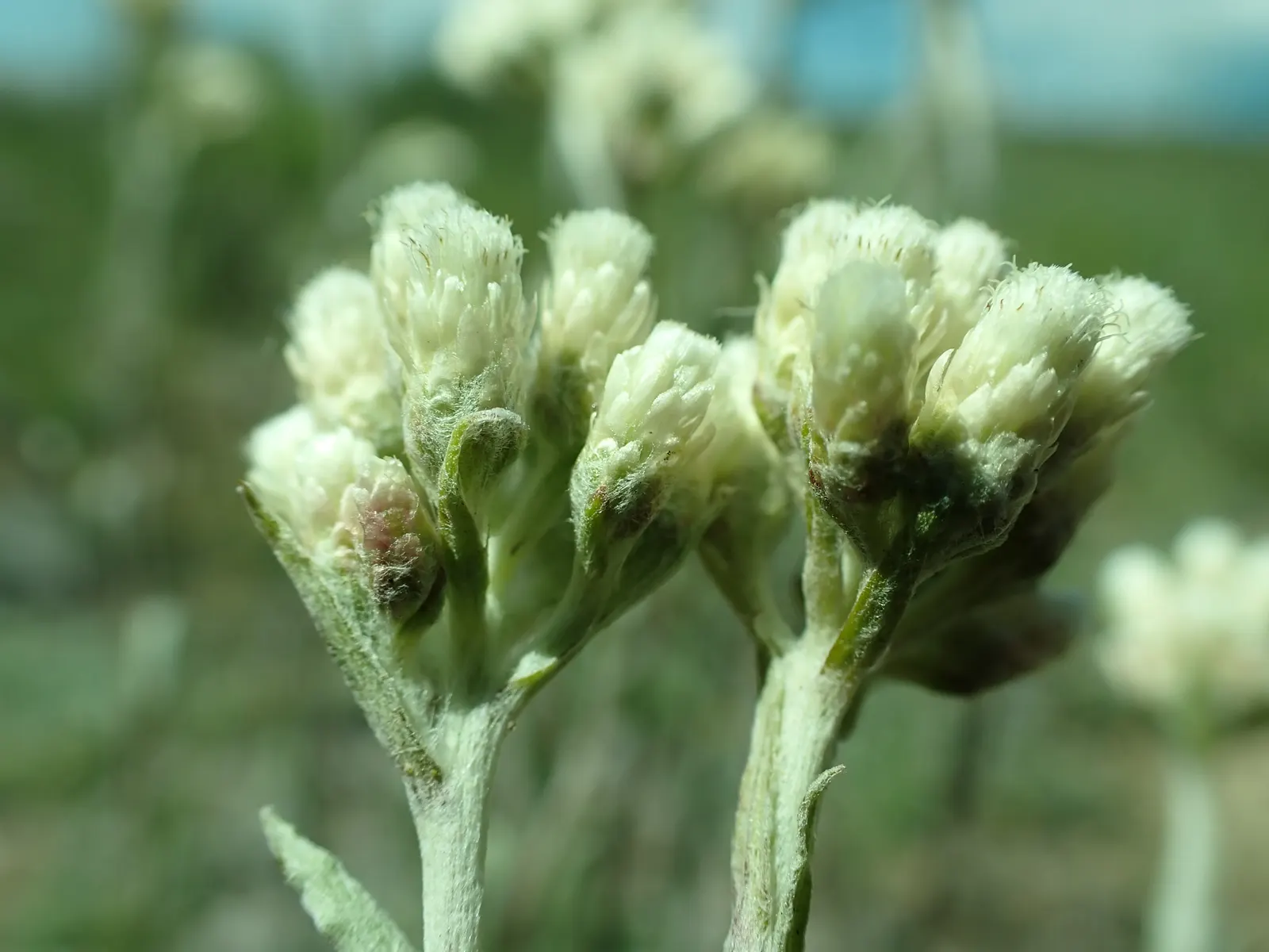 Pussytoes (Antennaria Plantaginifolia) — hence the name.<br><br>The leaves of Pussytoes are an attractive feature in themselves