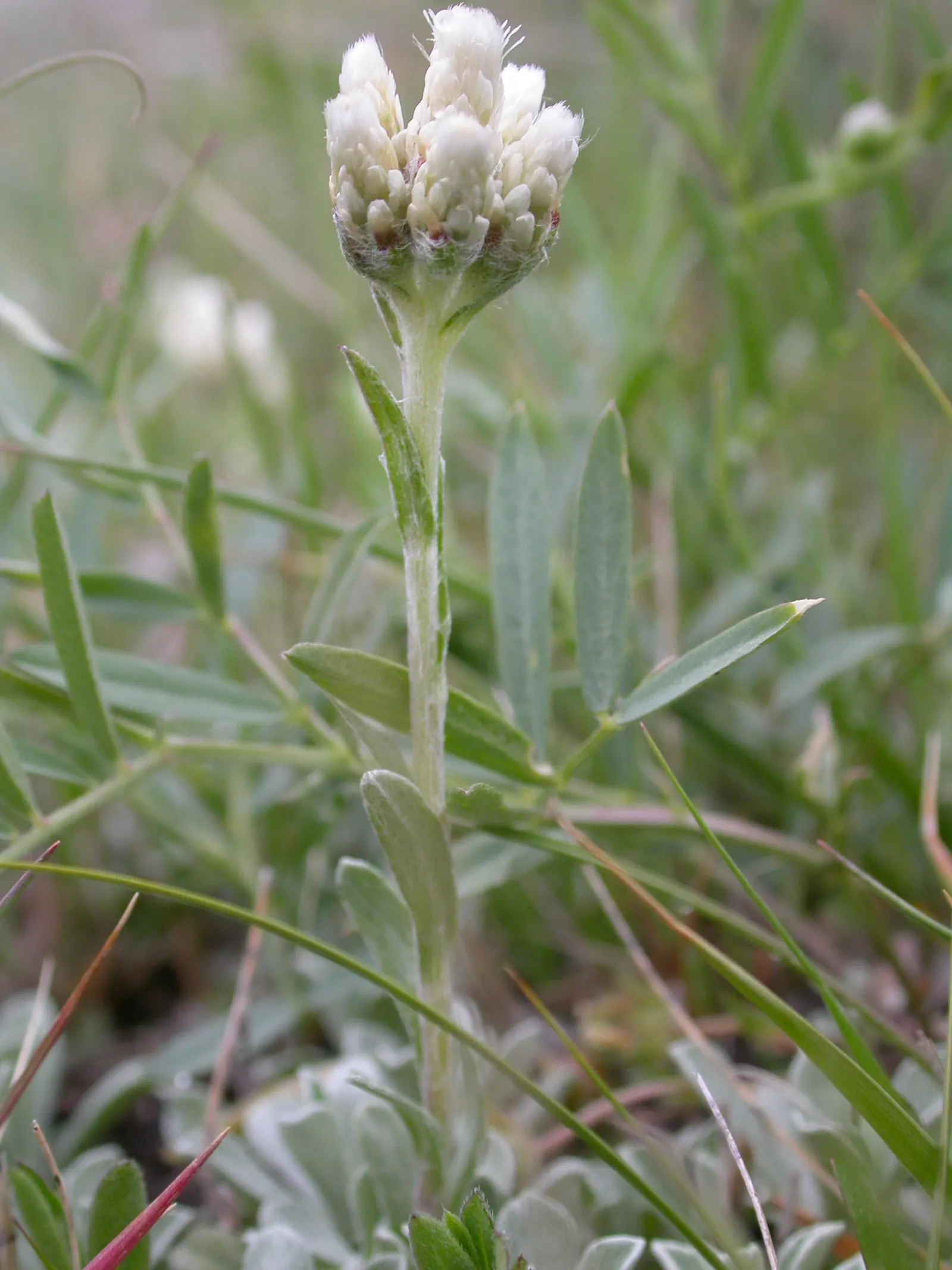 Pussytoes (Antennaria Plantaginifolia) — ground cover / perennial with white blooms; these flowers provide sustenance for a range of pollinators, image 160