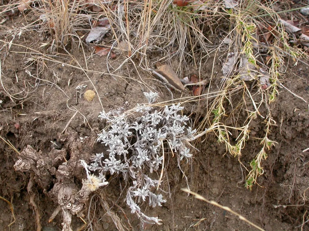 Pussytoes (Antennaria Plantaginifolia) — or as a ground cover in xeriscaping designs; this North American native stands at a modest height of 6 to, image 87
