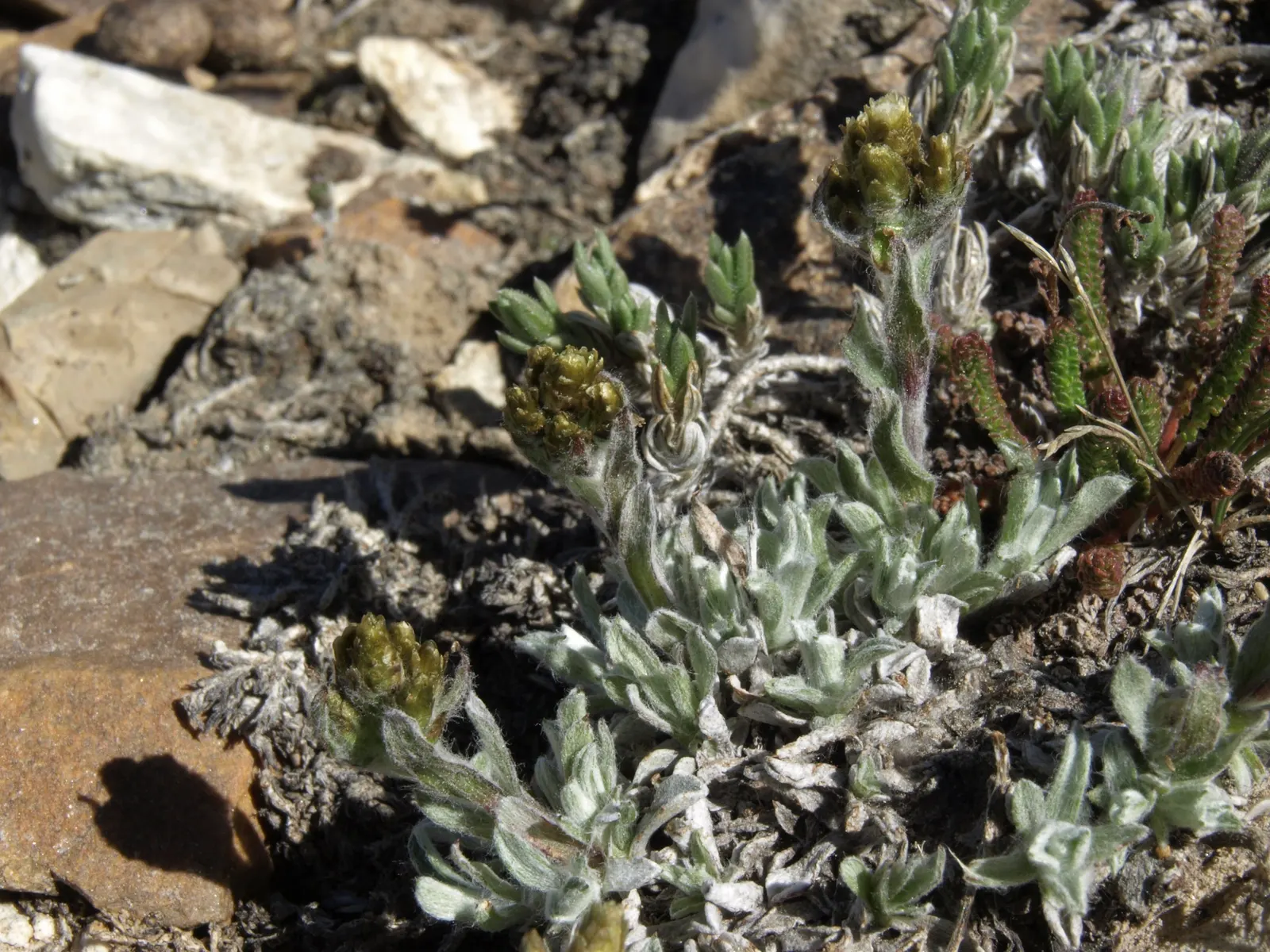 Pussytoes (Antennaria Plantaginifolia) — typically about 2 to 3 inches long; white flowers in the garden, image 102