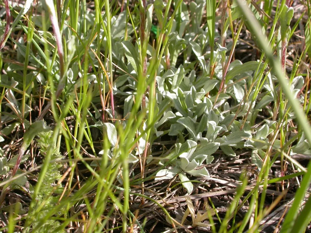 Pussytoes (Antennaria Plantaginifolia) — or as a ground cover in xeriscaping designs; this North American native stands at a modest height of 6 to, image 64