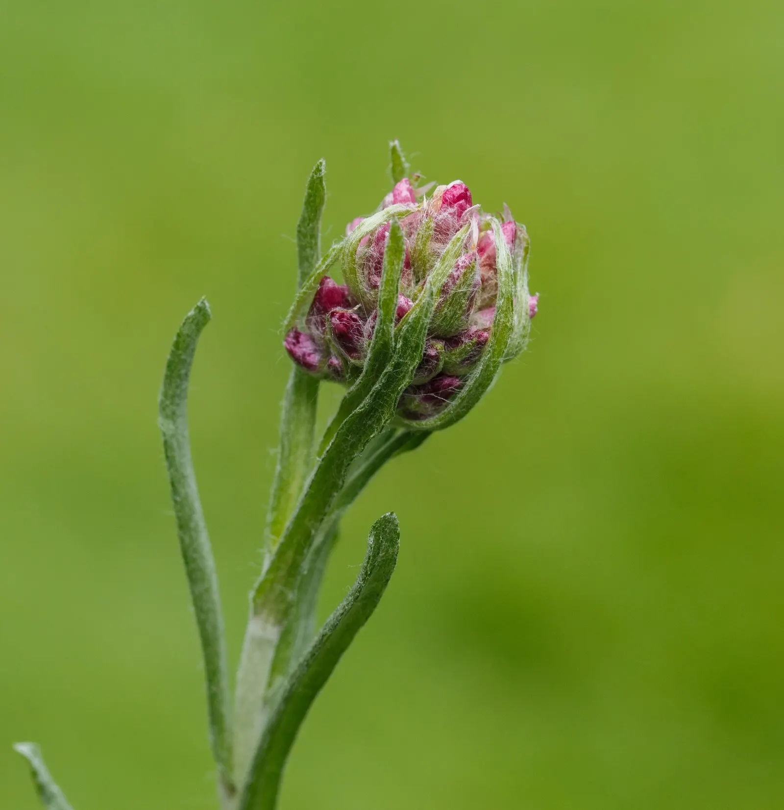 Pussytoes (Antennaria Plantaginifolia) — or as a ground cover in xeriscaping designs; this North American native stands at a modest height of 6 to, image 133