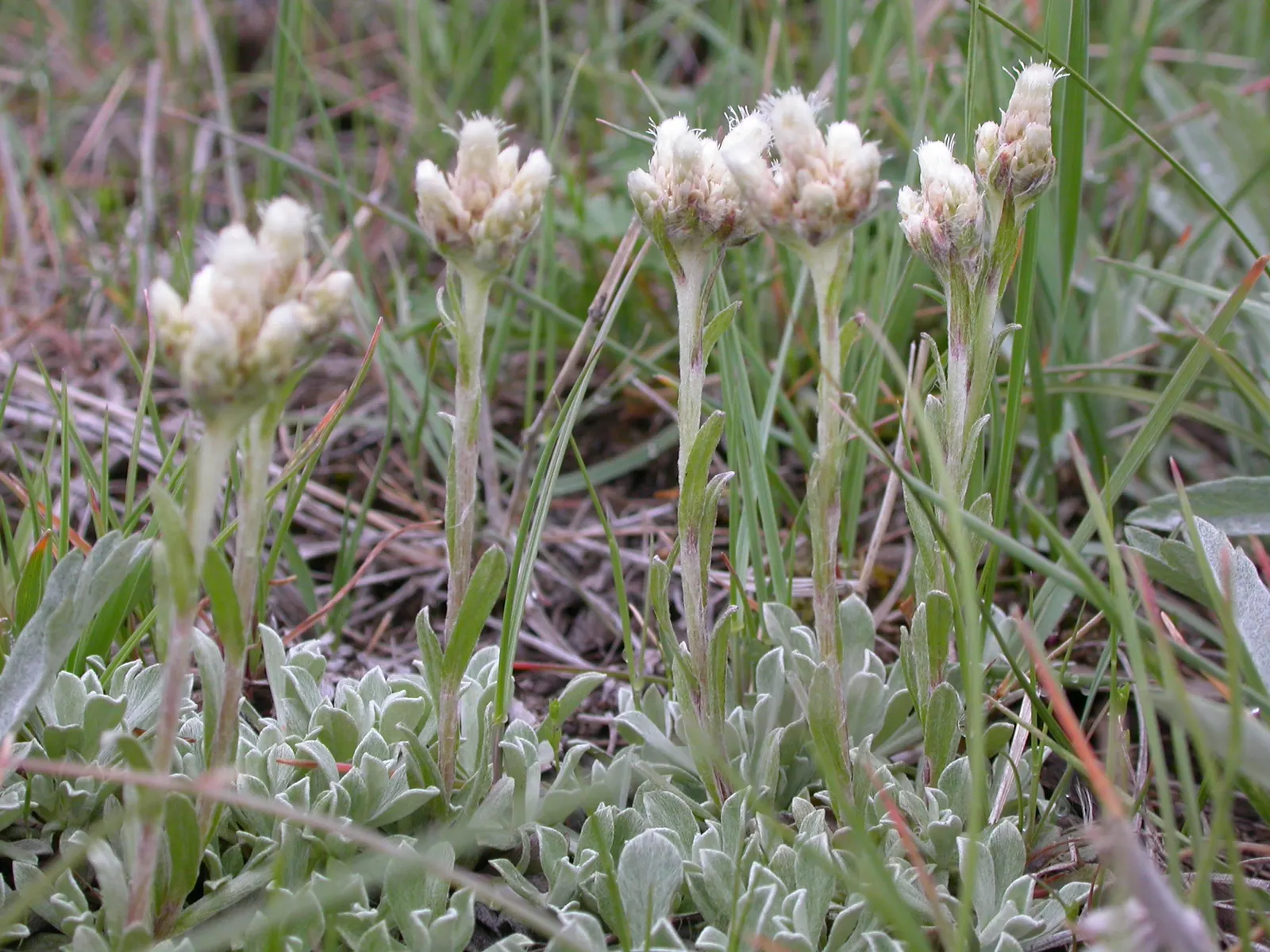 Pussytoes (Antennaria Plantaginifolia) — giving your client a lush yet manageable garden component; ground cover / perennial with white blooms