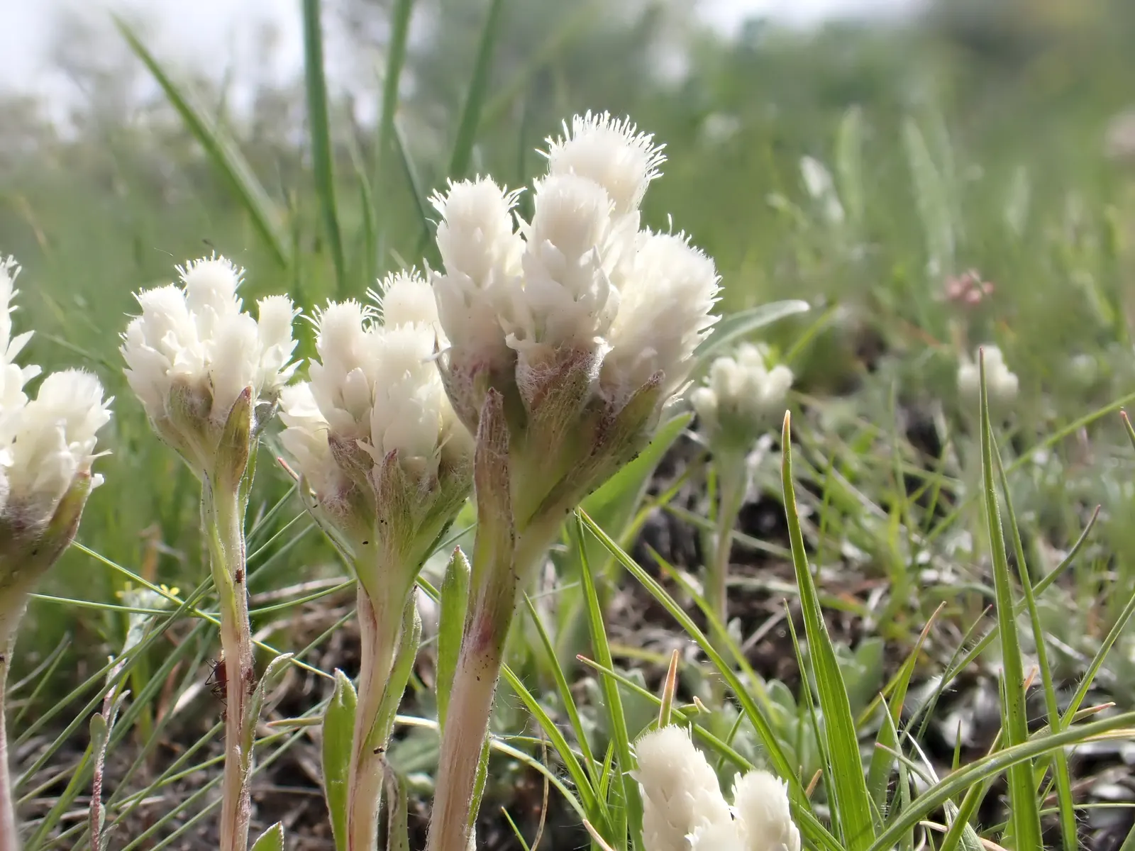 Pussytoes (Antennaria Plantaginifolia) — typically about 2 to 3 inches long; white flowers in the garden, image 125