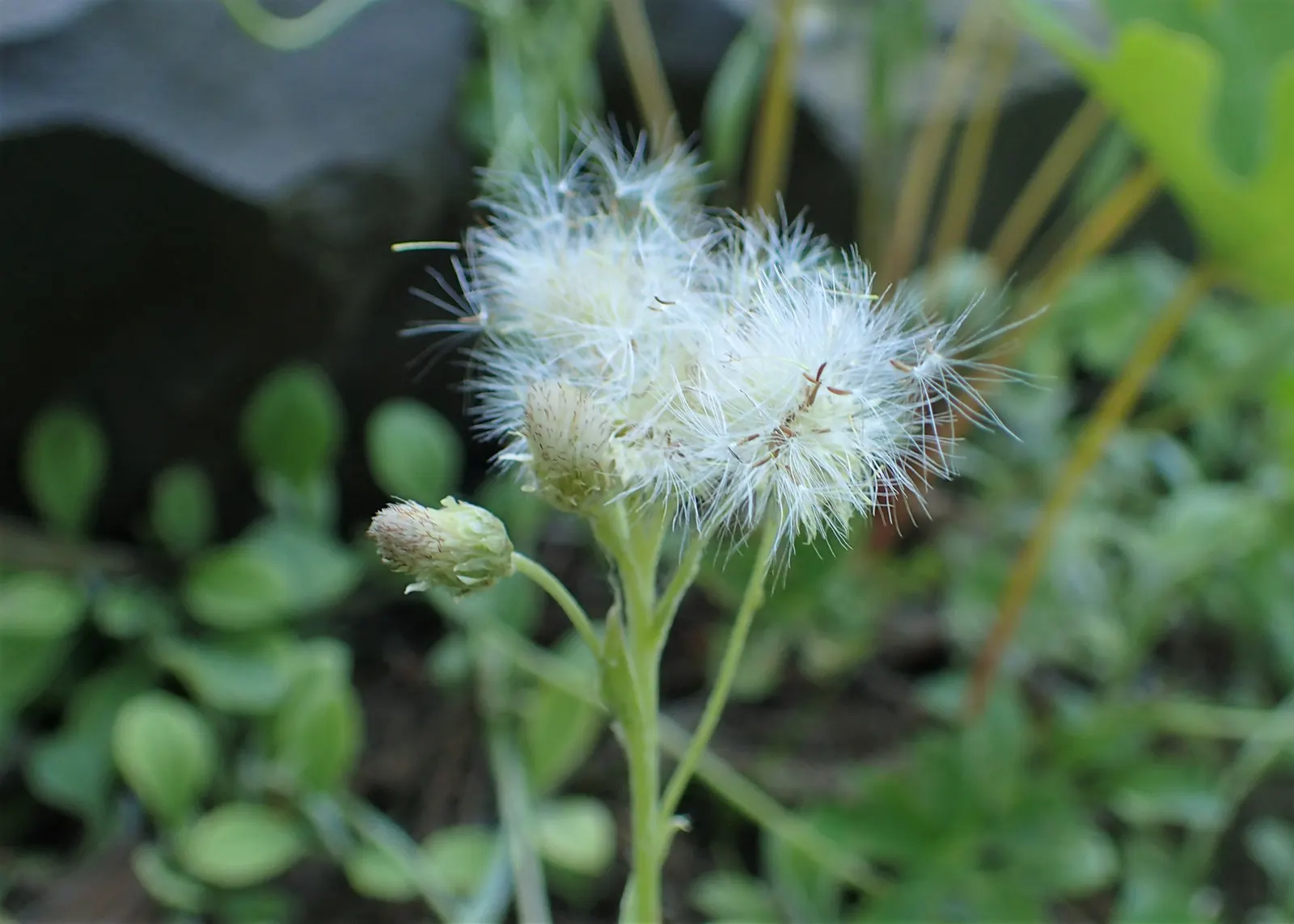 Pussytoes (Antennaria Plantaginifolia) — making it a low-maintenance choice for rock gardens and borders; and prefers well-drained soil with full, image 98