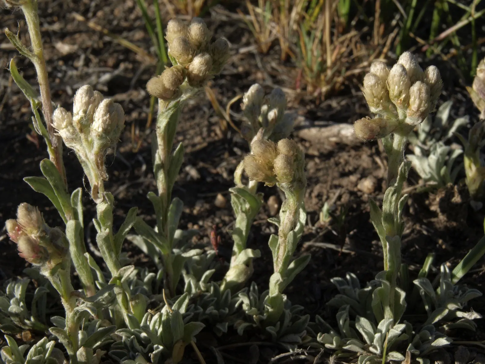 Pussytoes (Antennaria Plantaginifolia) — white flowers in the garden; making it a low-maintenance choice for rock gardens and borders, image 67