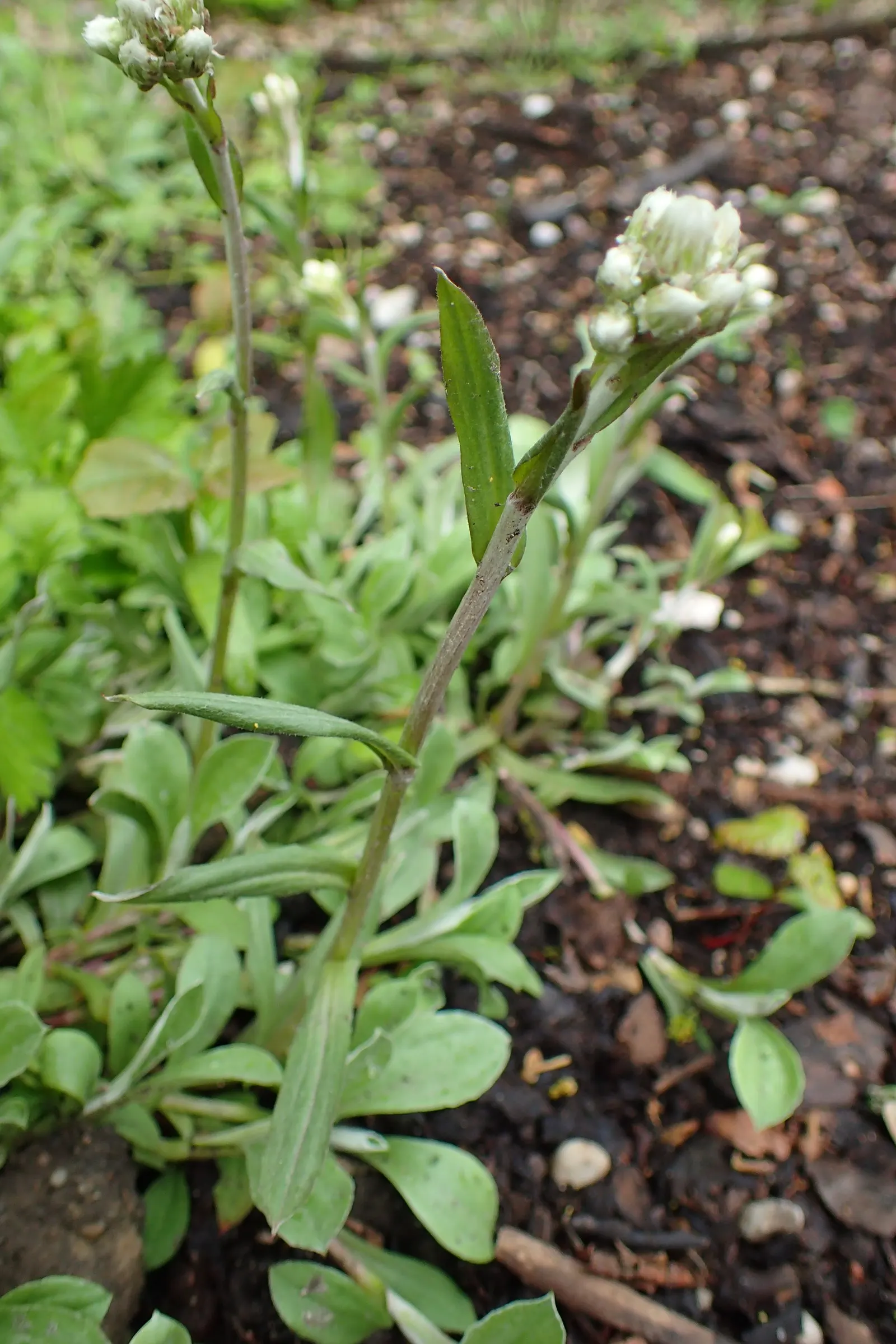 Pussytoes (Antennaria Plantaginifolia) — It boasts a low-growing, mat-forming habit, reaching 3-6 inches in height with a spread of 12 inches; or, image 72