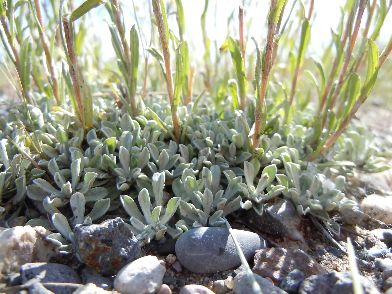 Pussytoes (Antennaria Plantaginifolia) — This North American native stands at a modest height of 6 to 12 inches