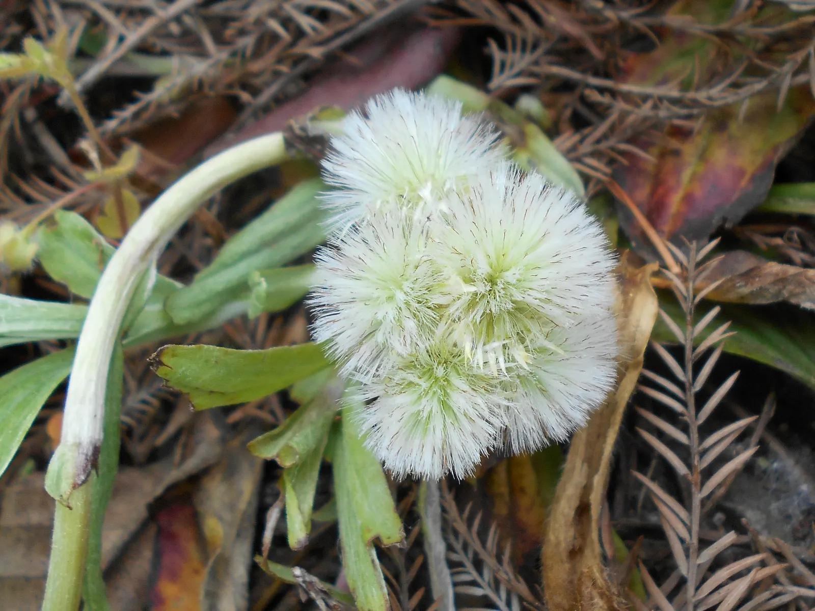Pussytoes (Antennaria Plantaginifolia) — ground cover / perennial with white blooms