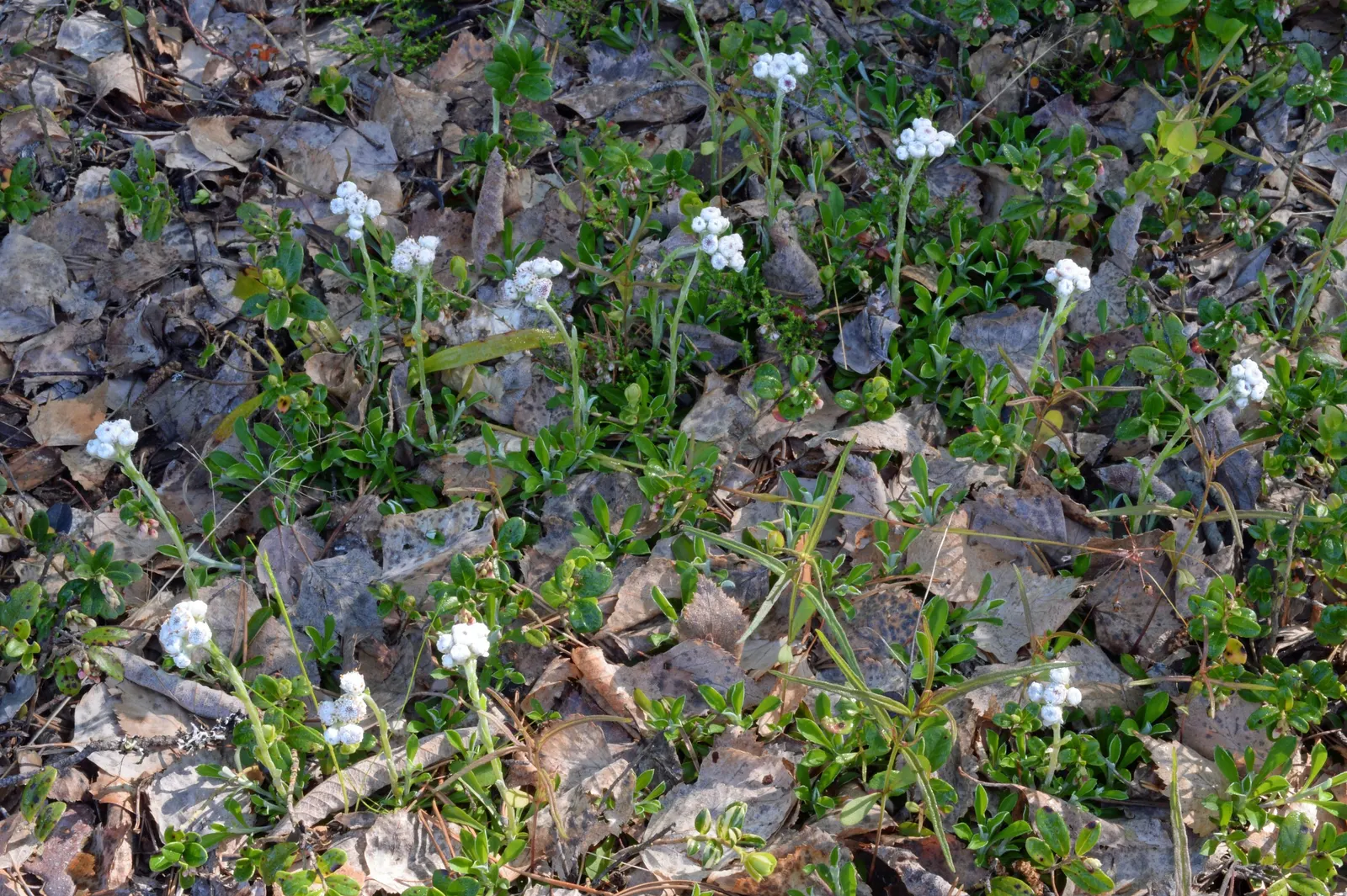 Pussytoes (Antennaria Plantaginifolia) — commonly known as Pussytoes; silvery-white to soft pink flower clusters resemble cat's paws, emerging in, image 70