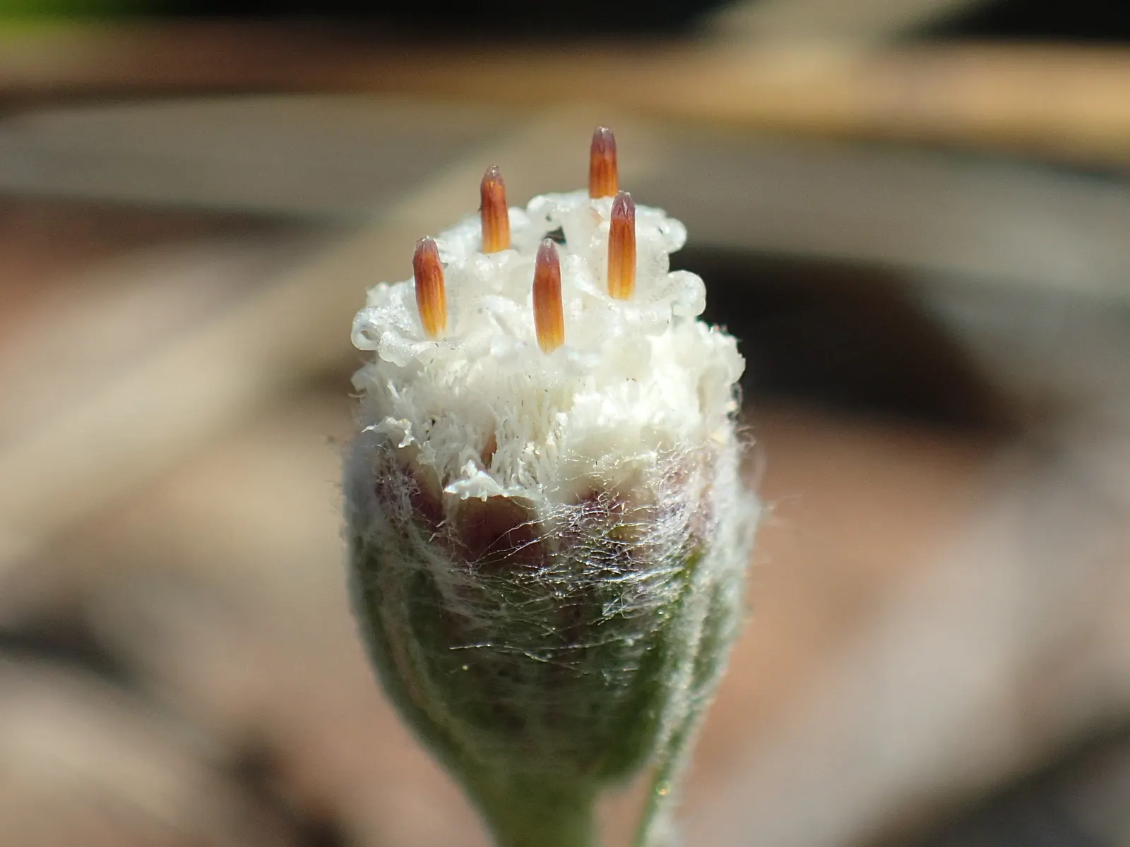 Pussytoes (Antennaria Plantaginifolia) — adding an ecological benefit to their visual appeal.<br><br>Pussytoes is highly drought-tolerant