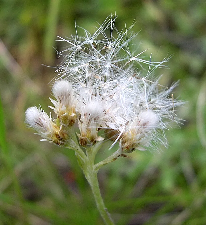 Pussytoes (Antennaria Plantaginifolia) — ground cover / perennial for full; giving your client a lush yet manageable garden component, image 138