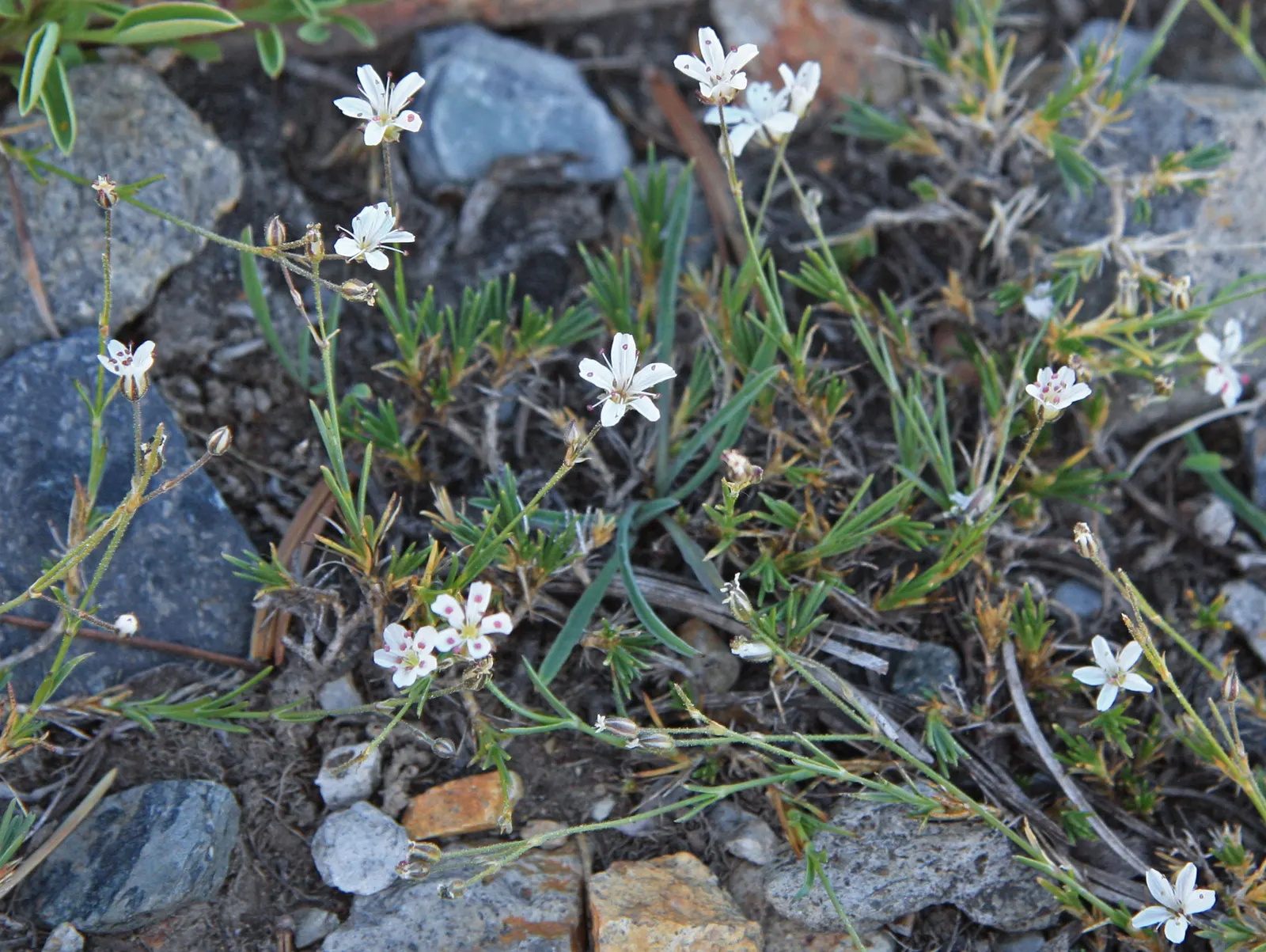 Pussytoes (Antennaria Plantaginifolia) — is a perennial groundcover that thrives in USDA zones 3-8; with the shape reminiscent of plantain leaves, image 71