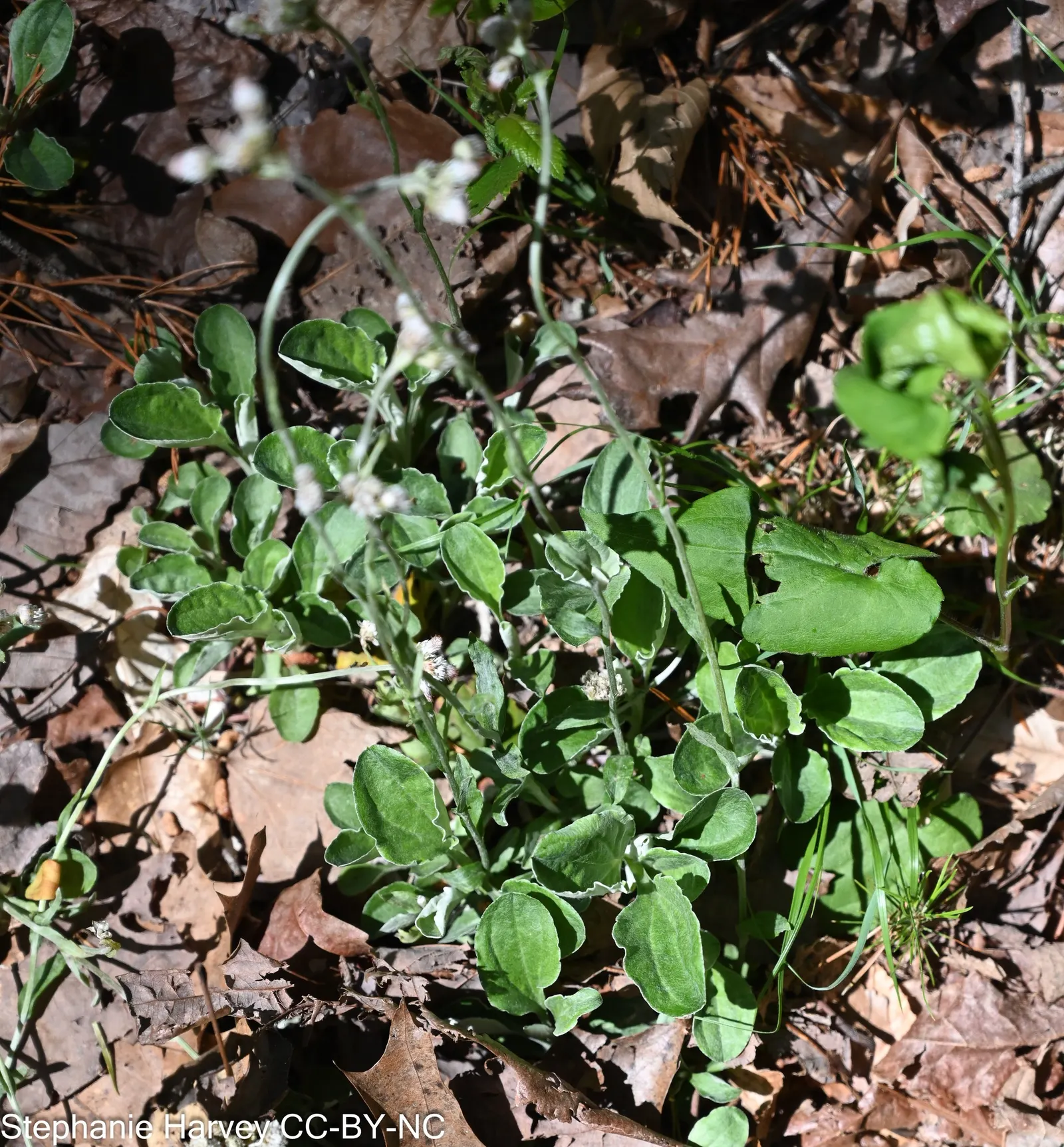 Pussytoes (Antennaria Plantaginifolia) — Silvery-white to soft pink flower clusters resemble cat's paws, emerging in spring