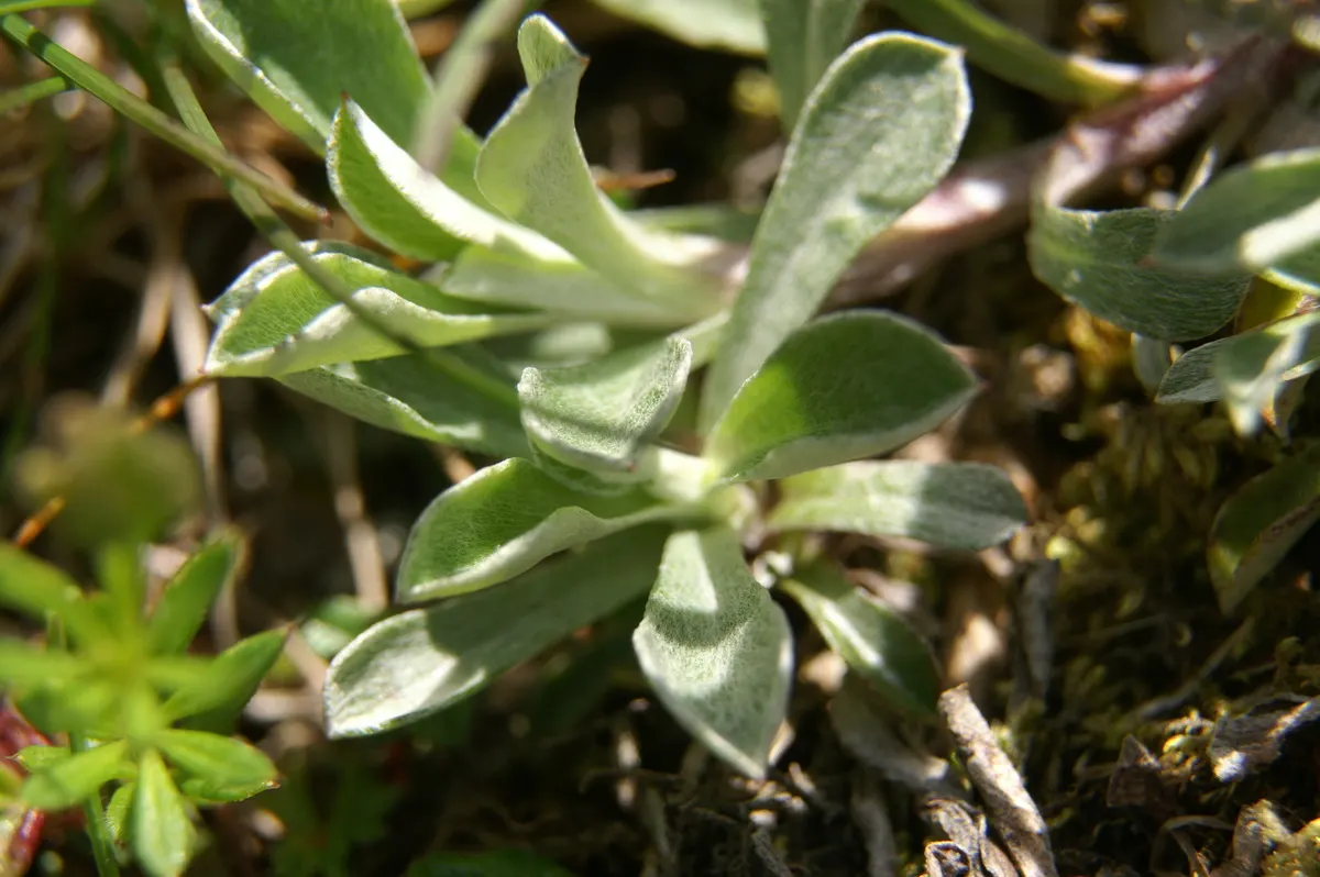 Pussytoes (Antennaria Plantaginifolia) — thriving in USDA Hardiness Zones 3 through 8; typically about 2 to 3 inches long, image 61