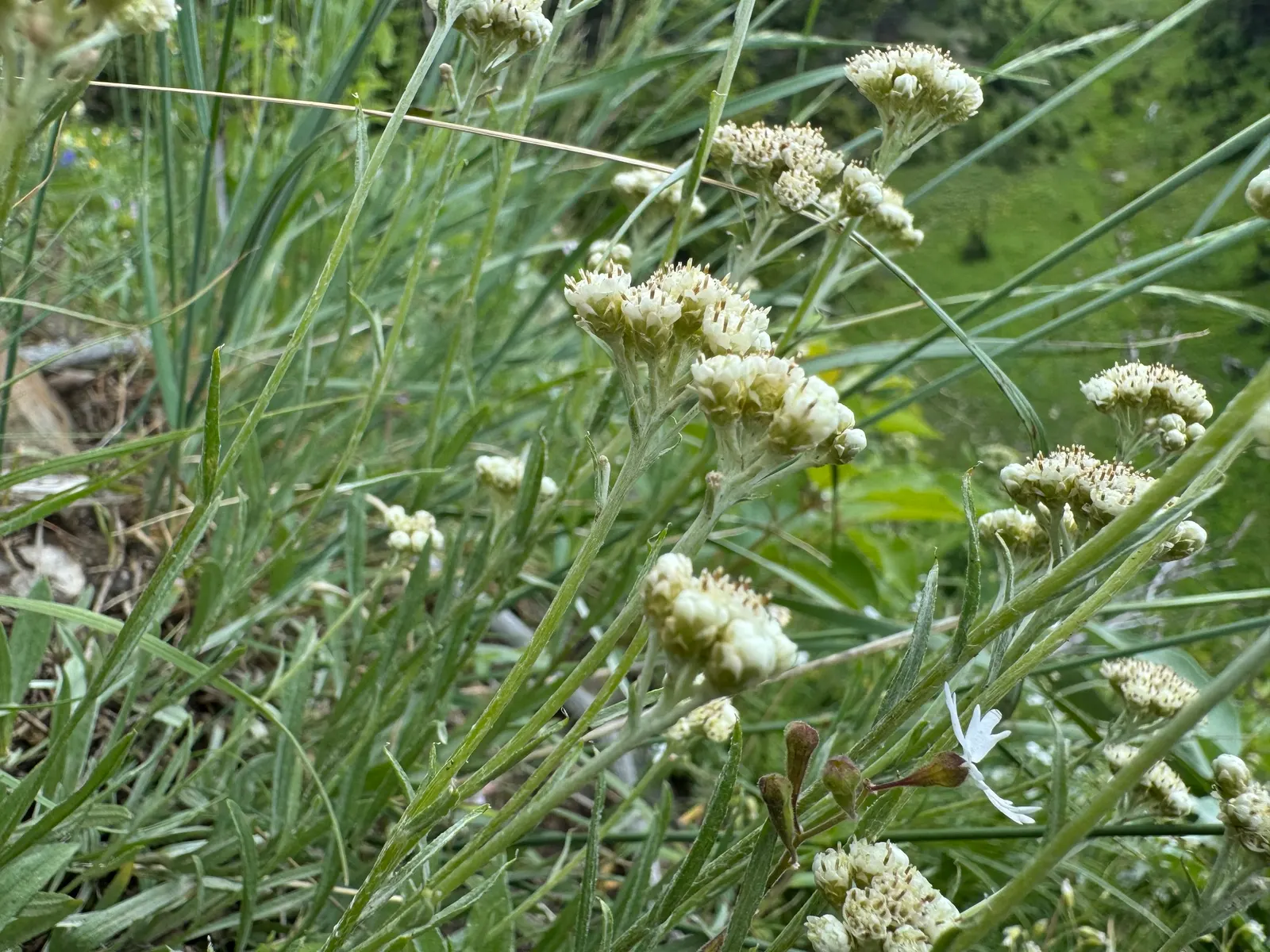 Pussytoes (Antennaria Plantaginifolia) — It boasts a low-growing, mat-forming habit, reaching 3-6 inches in height with a spread of 12 inches; or as a ground