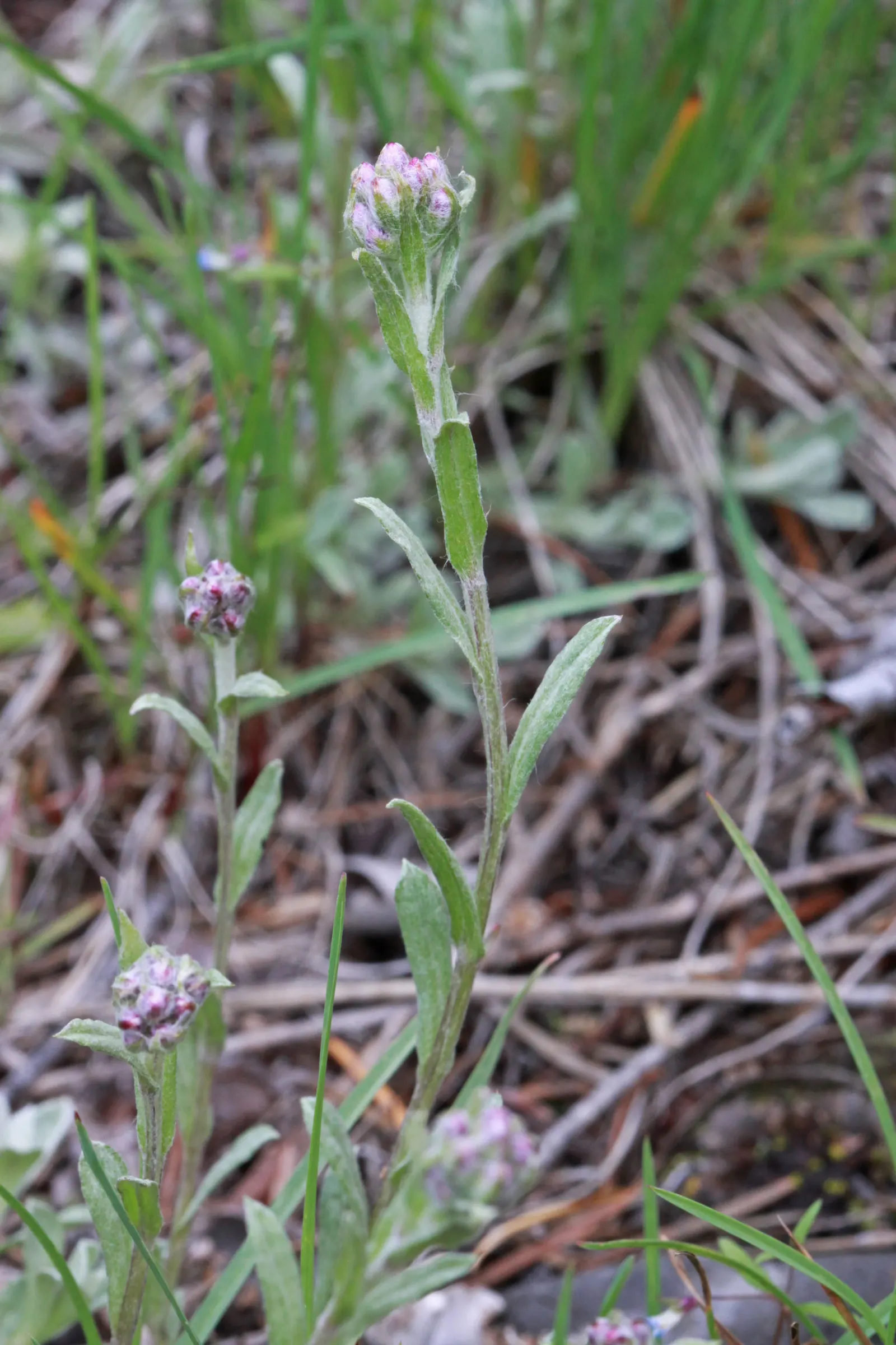 Pussytoes (Antennaria Plantaginifolia) — thriving in USDA Hardiness Zones 3 through 8; typically about 2 to 3 inches long, image 107