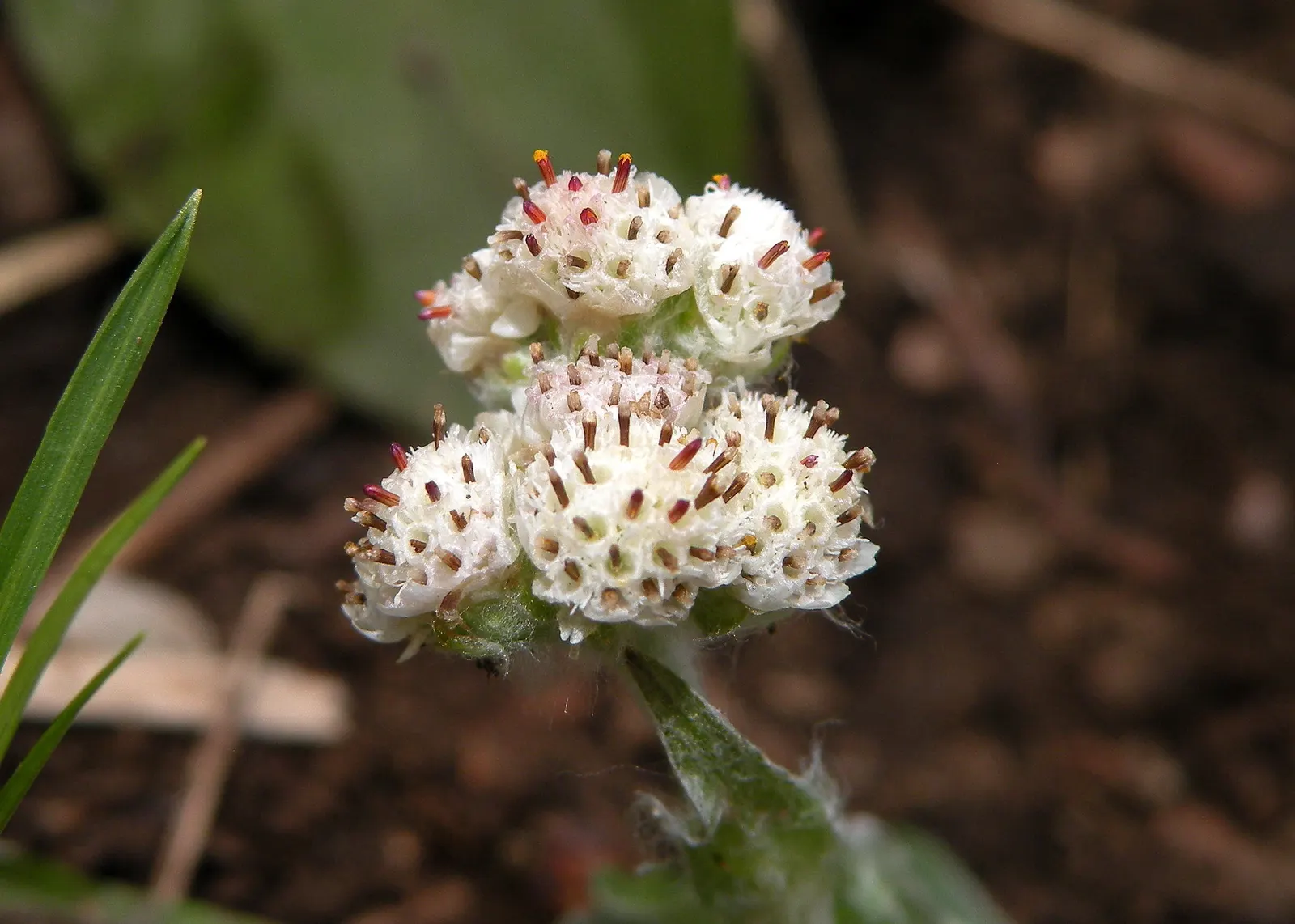 Pussytoes (Antennaria Plantaginifolia) — making it a low-maintenance choice for rock gardens and borders; and prefers well-drained soil with full, image 167