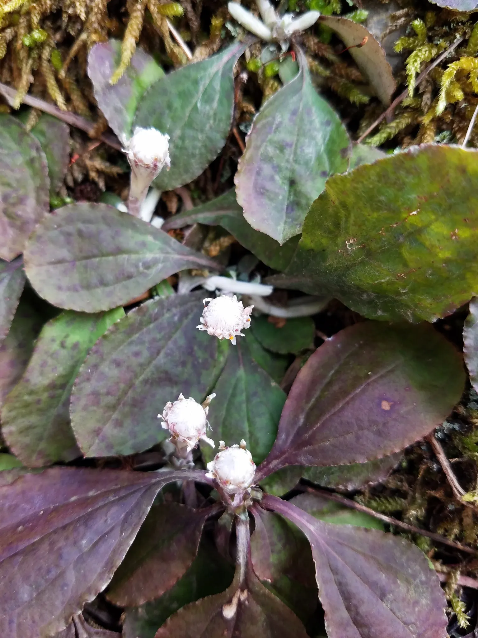 Pussytoes (Antennaria Plantaginifolia) — with the shape reminiscent of plantain leaves (Plantago); it requires well-drained soil and is, image 149