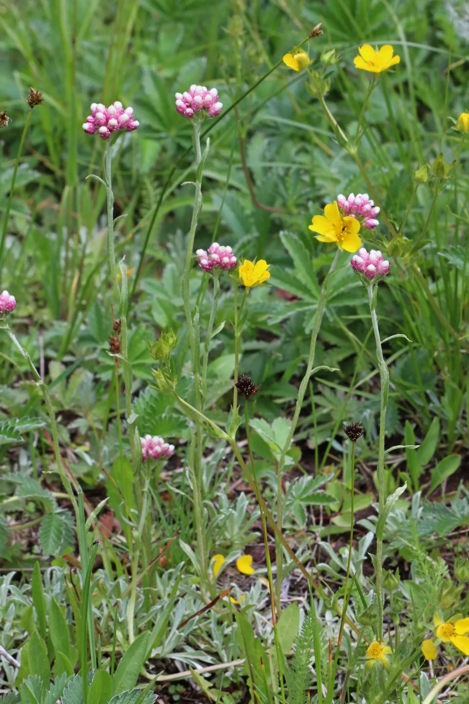 Pussytoes (Antennaria Plantaginifolia) — Silvery-white to soft pink flower clusters resemble cat's paws, emerging in spring; is a perennial groundcover that