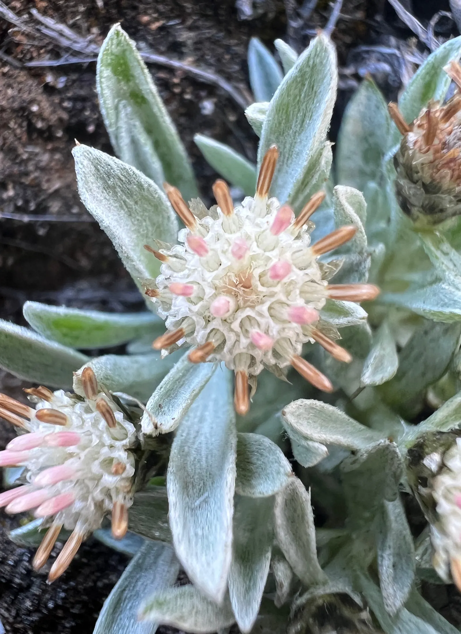 Pussytoes (Antennaria Plantaginifolia) — These flowers provide sustenance for a range of pollinators; this plant's ability to spread through, image 151