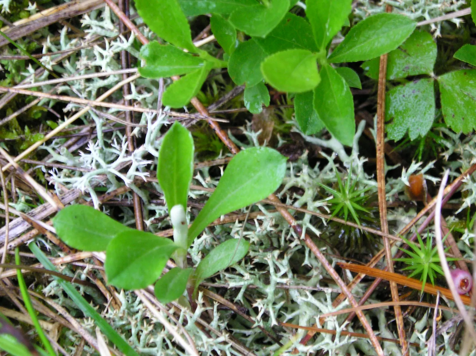 Pussytoes (Antennaria Plantaginifolia) — is a perennial groundcover that thrives in USDA zones 3-8; with the shape reminiscent of plantain leaves, image 94