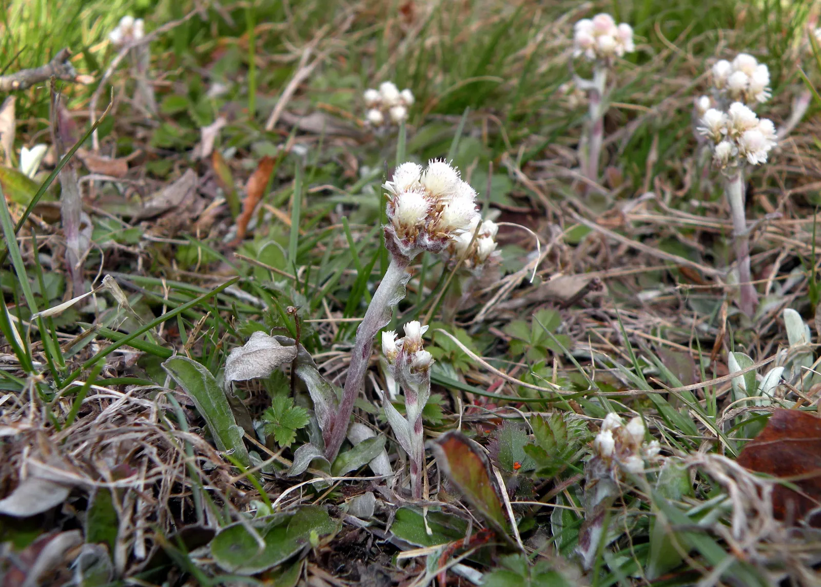Pussytoes (Antennaria Plantaginifolia) — These flowers provide sustenance for a range of pollinators; this plant's ability to spread through, image 128