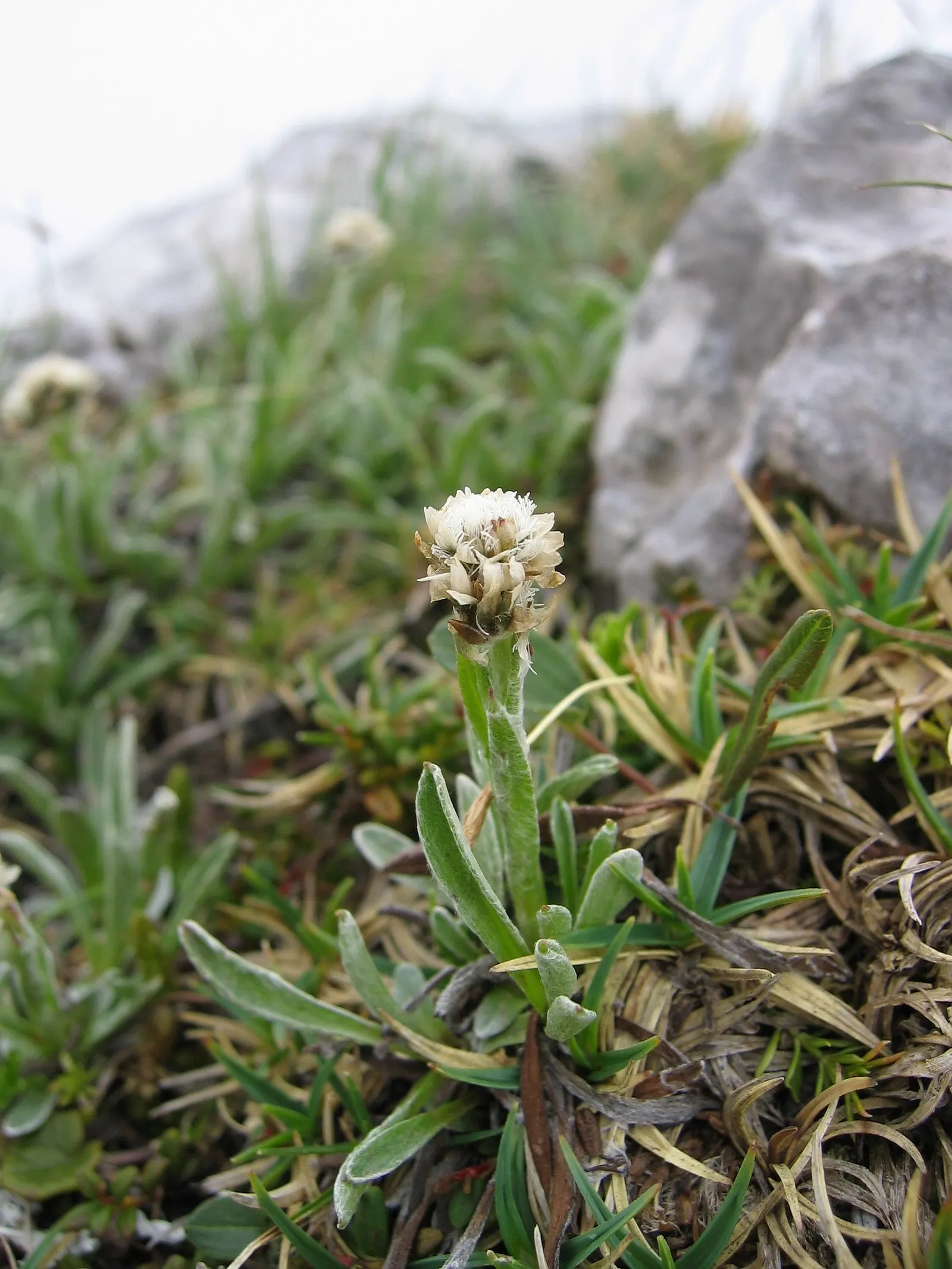 Pussytoes (Antennaria Plantaginifolia) — and prefers well-drained soil with full sun to light shade exposure