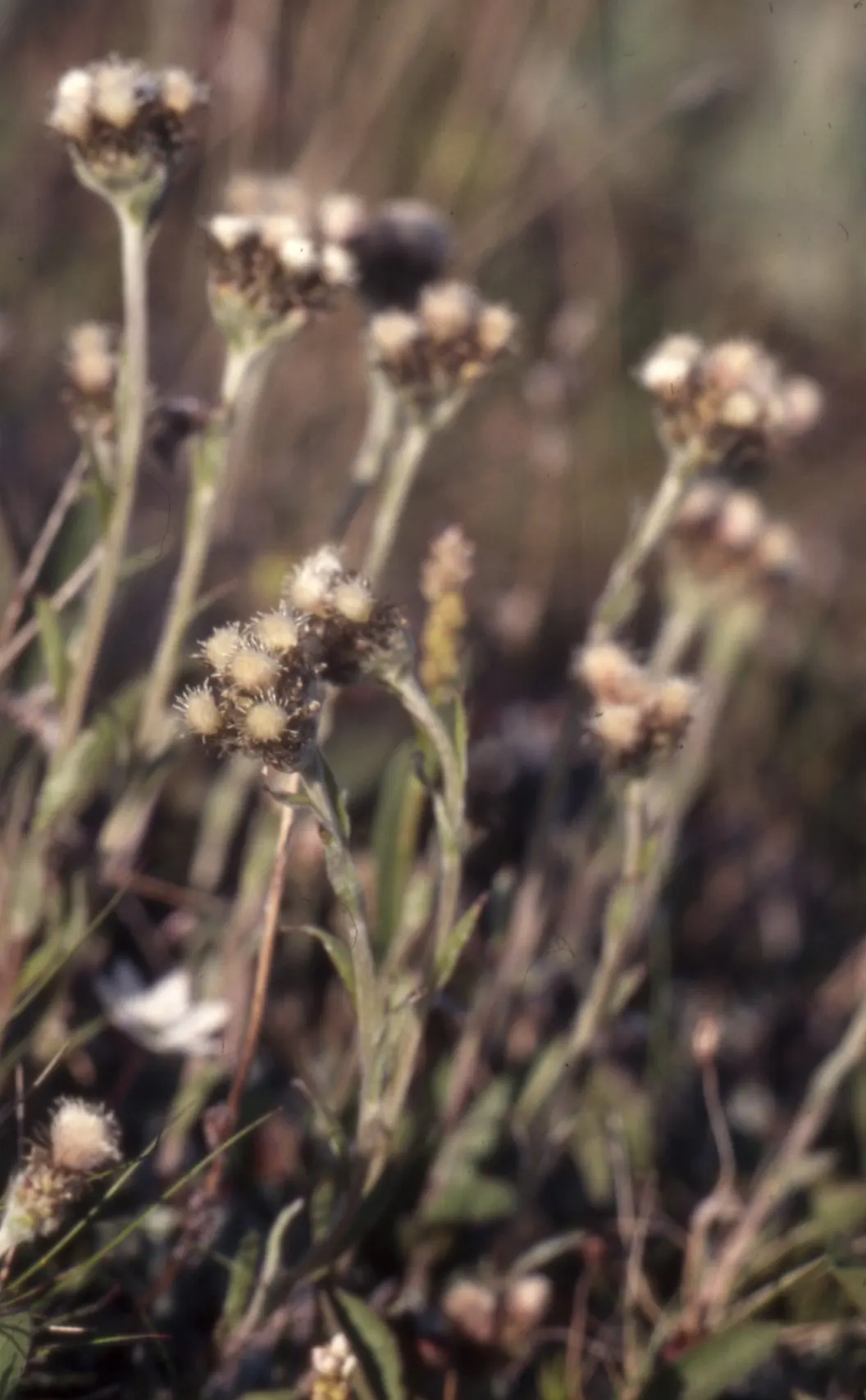Pussytoes (Antennaria Plantaginifolia) — These flowers provide sustenance for a range of pollinators; this plant's ability to spread through, image 82