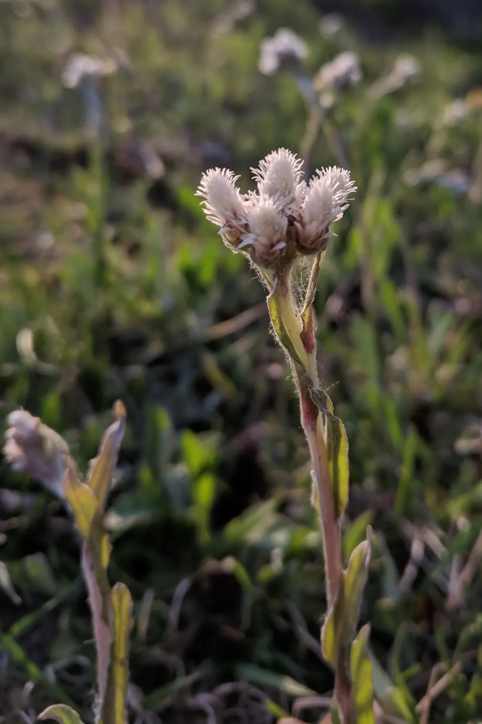 Pussytoes (Antennaria Plantaginifolia) — Its resilience and low-maintenance make it an ideal choice for rock gardens; commonly known as Pussytoes