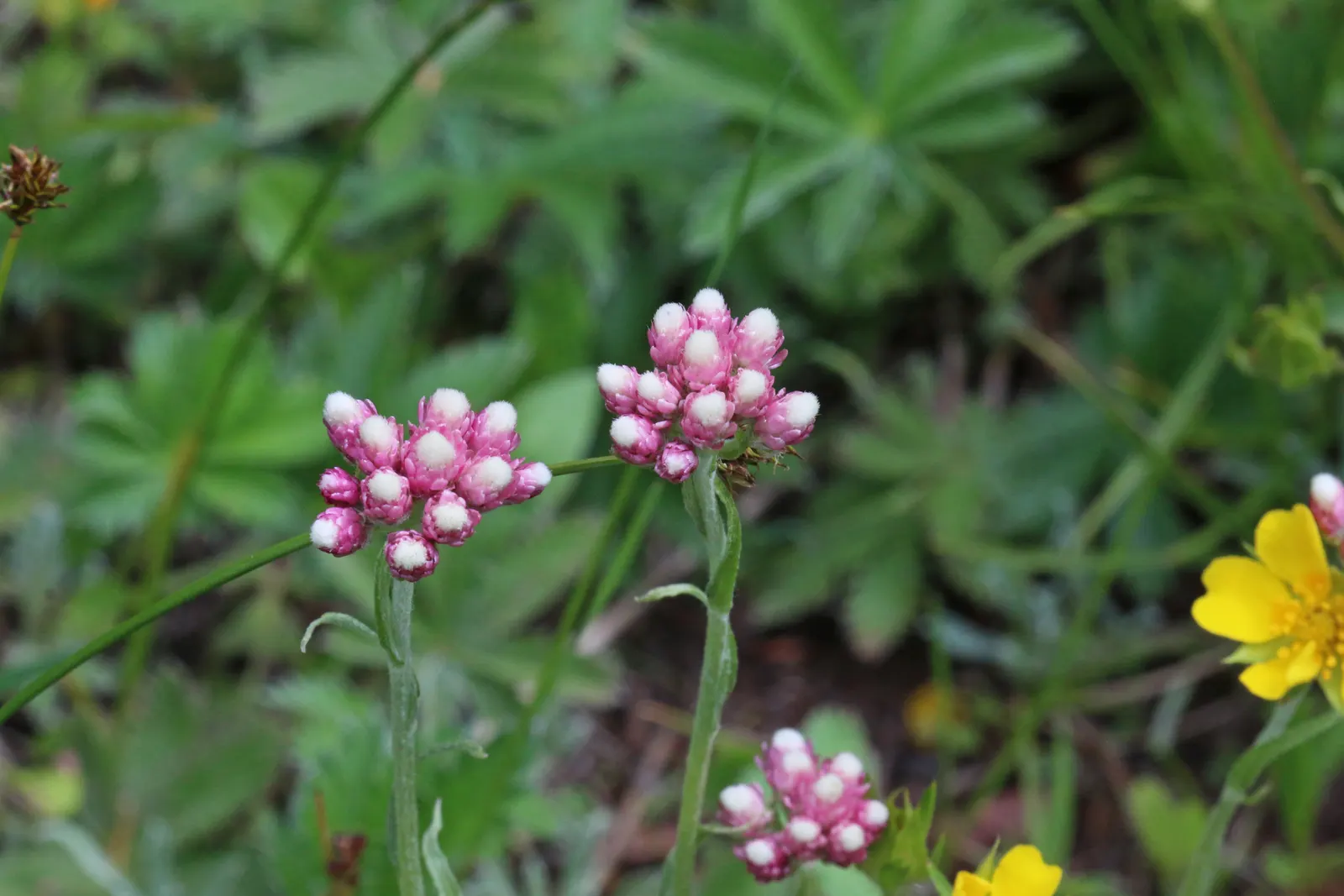 Pussytoes (Antennaria Plantaginifolia) — is a charmingly modest perennial that graces many gardens with its unique appearance and adaptability, image 99