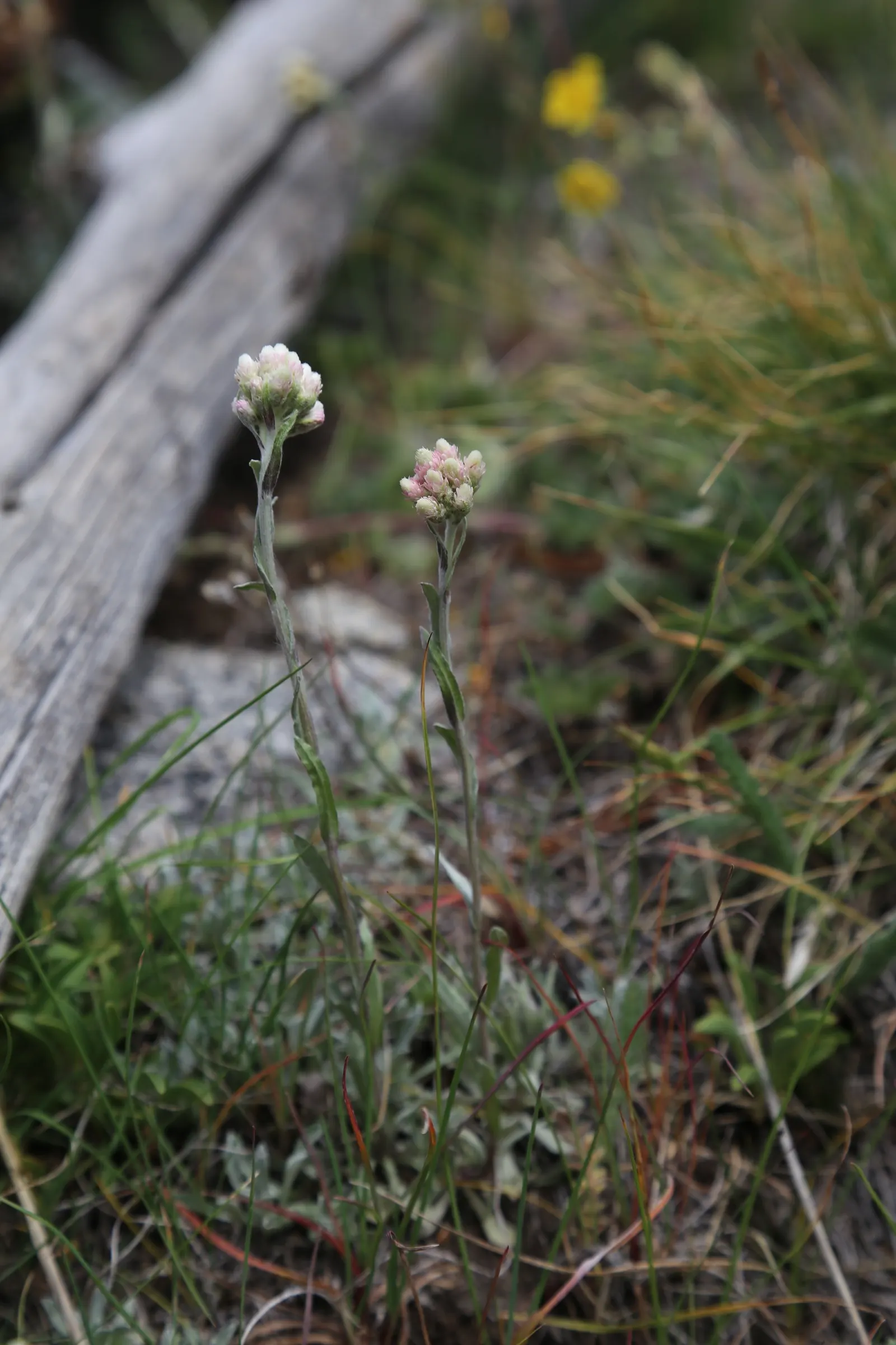 Pussytoes (Antennaria Plantaginifolia) — adding an ecological benefit to their visual appeal.<br><br>Pussytoes is highly drought-tolerant; it, image 152