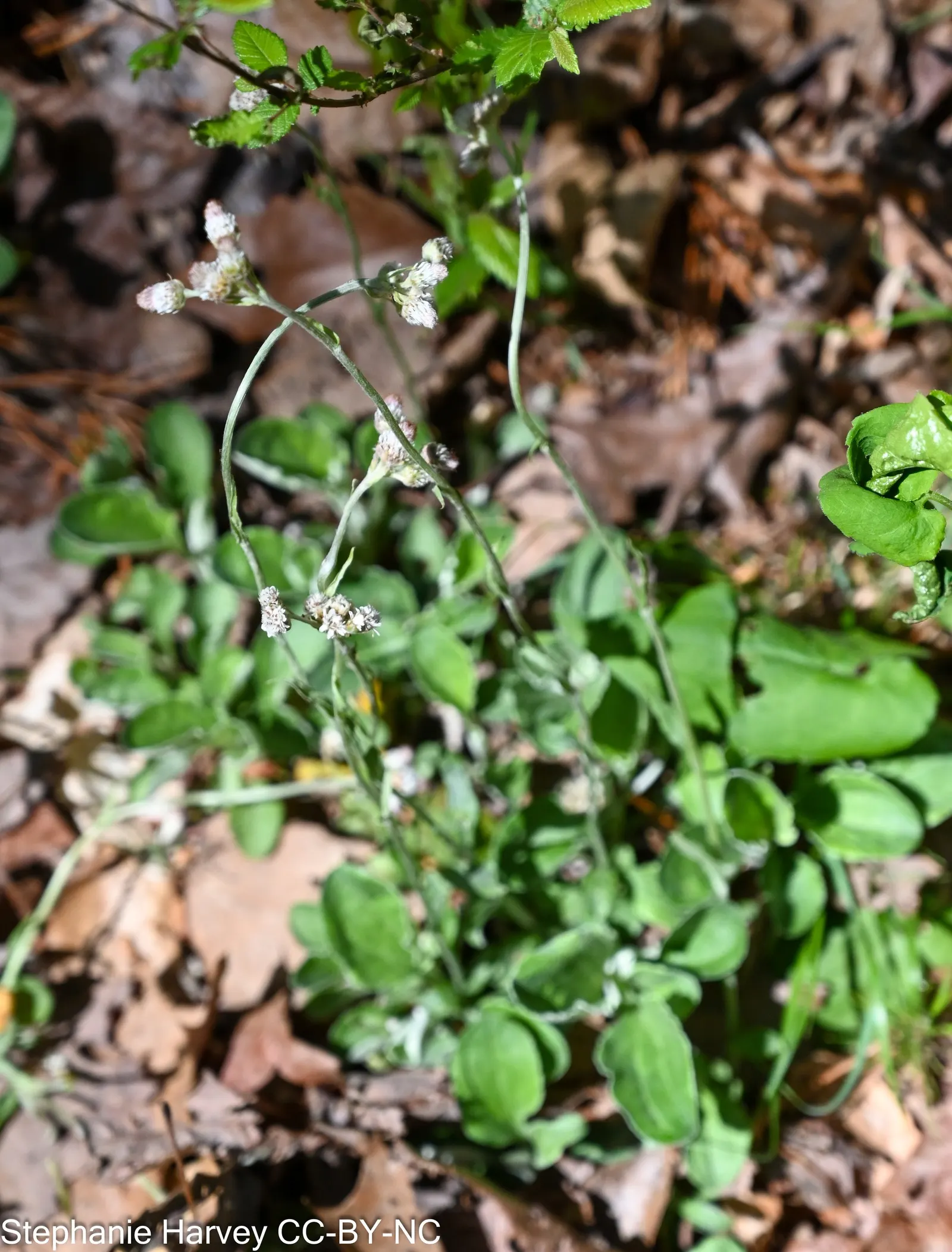 Pussytoes (Antennaria Plantaginifolia) — white flowers in the garden